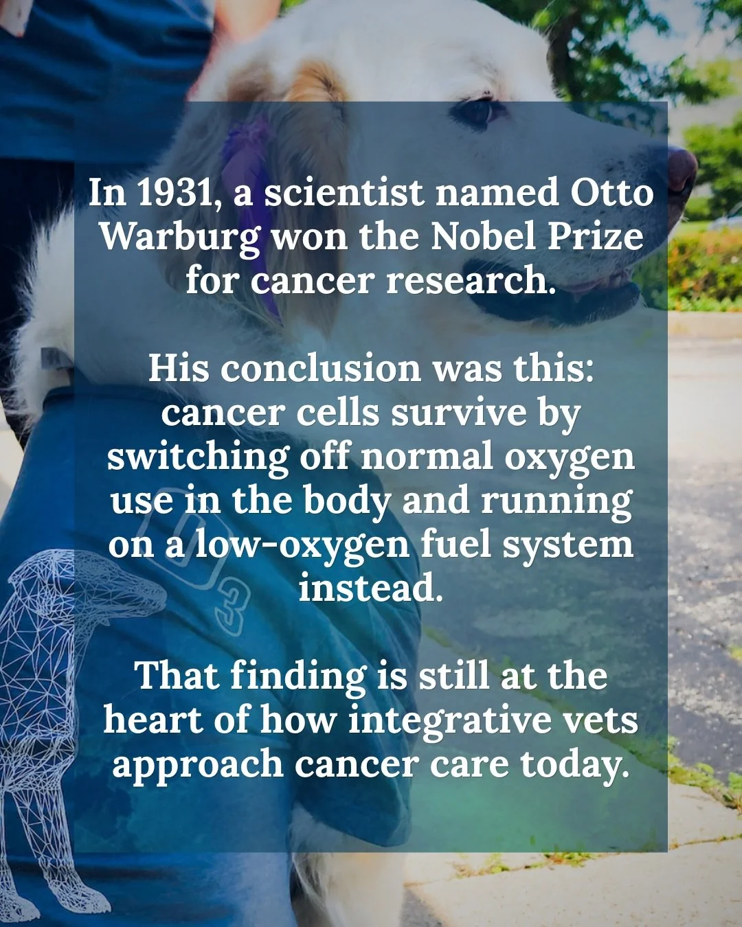 Most pet parents navigating a cancer diagnosis are focused on conventional treatment, and that makes complete sense. But there&rsquo;s a layer of care that works alongside chemo, radiation, and surgery that most people never hear about.

Ozone therap