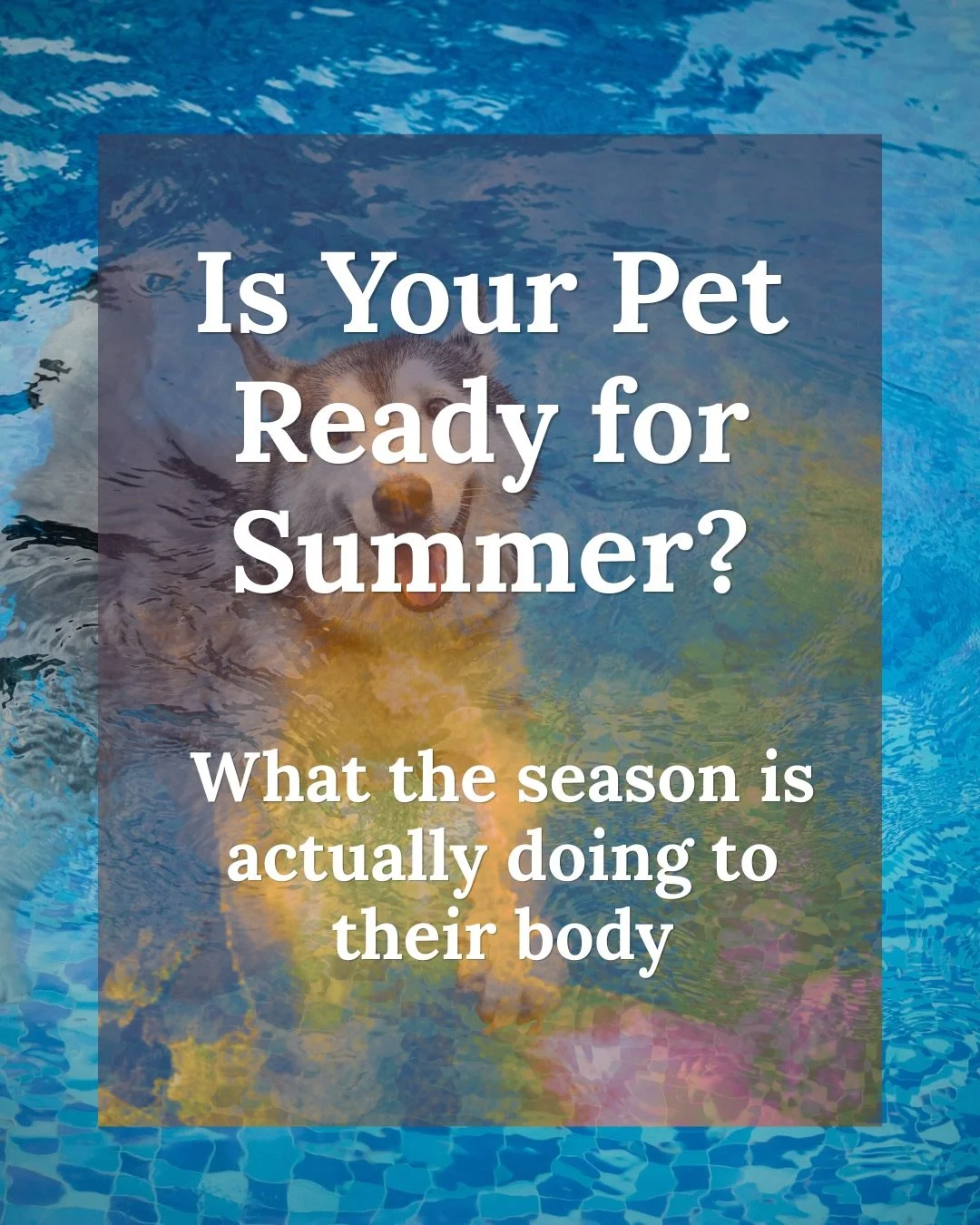 Summer in Chicagoland hits fast. One week it&rsquo;s 60 degrees, the next it&rsquo;s 90 and humid, and your pet&rsquo;s body is trying to keep up with all of it.

In Traditional Chinese Veterinary Medicine, summer is governed by the Fire element and 