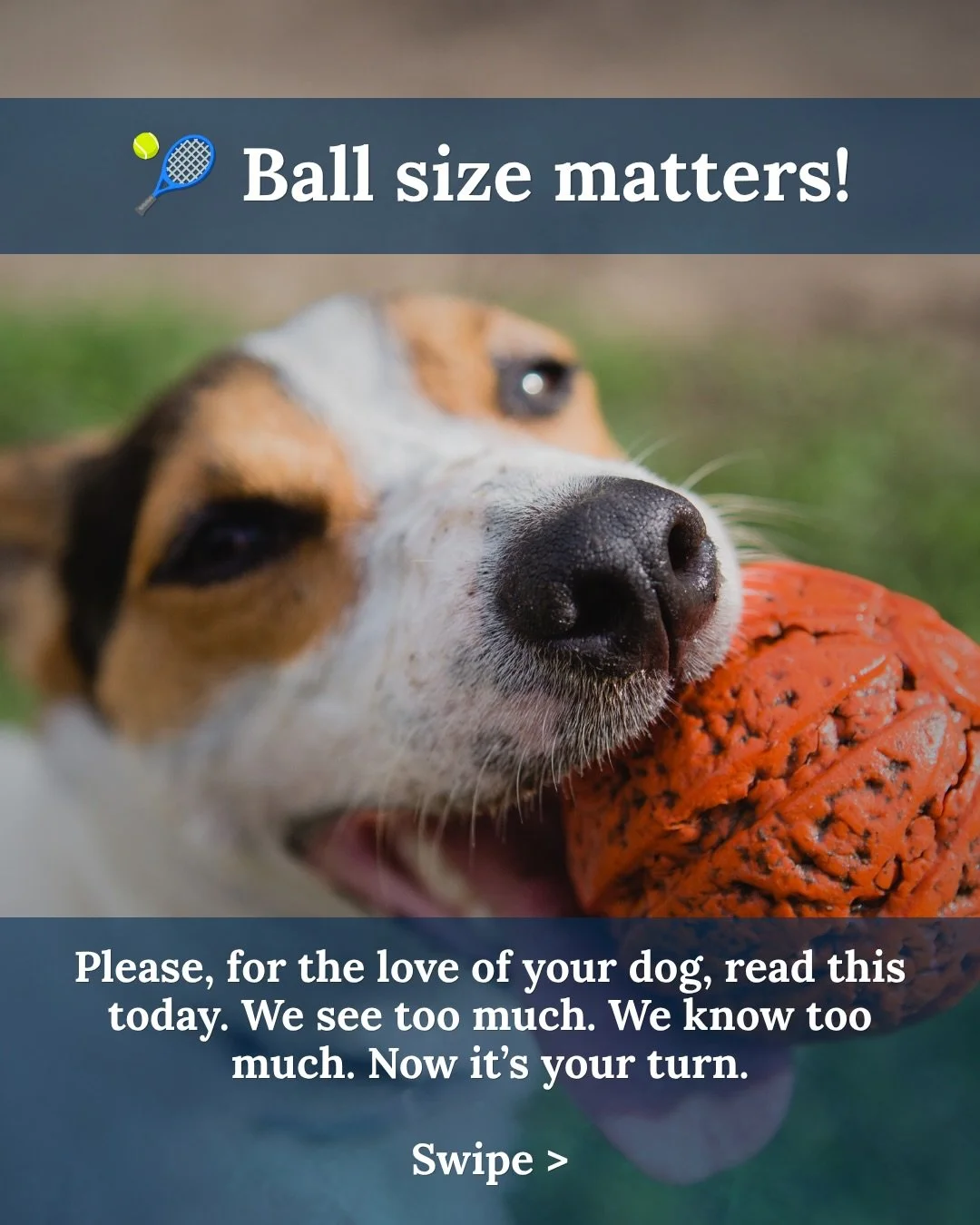 We don&rsquo;t really think about it, do we? It&rsquo;s normal to grab a tennis ball and throw it for a game of fetch. We&rsquo;re here to tell you that this is not the best thing for your dog. It can be deadly. 

The simple rule: the ball&rsquo;s di