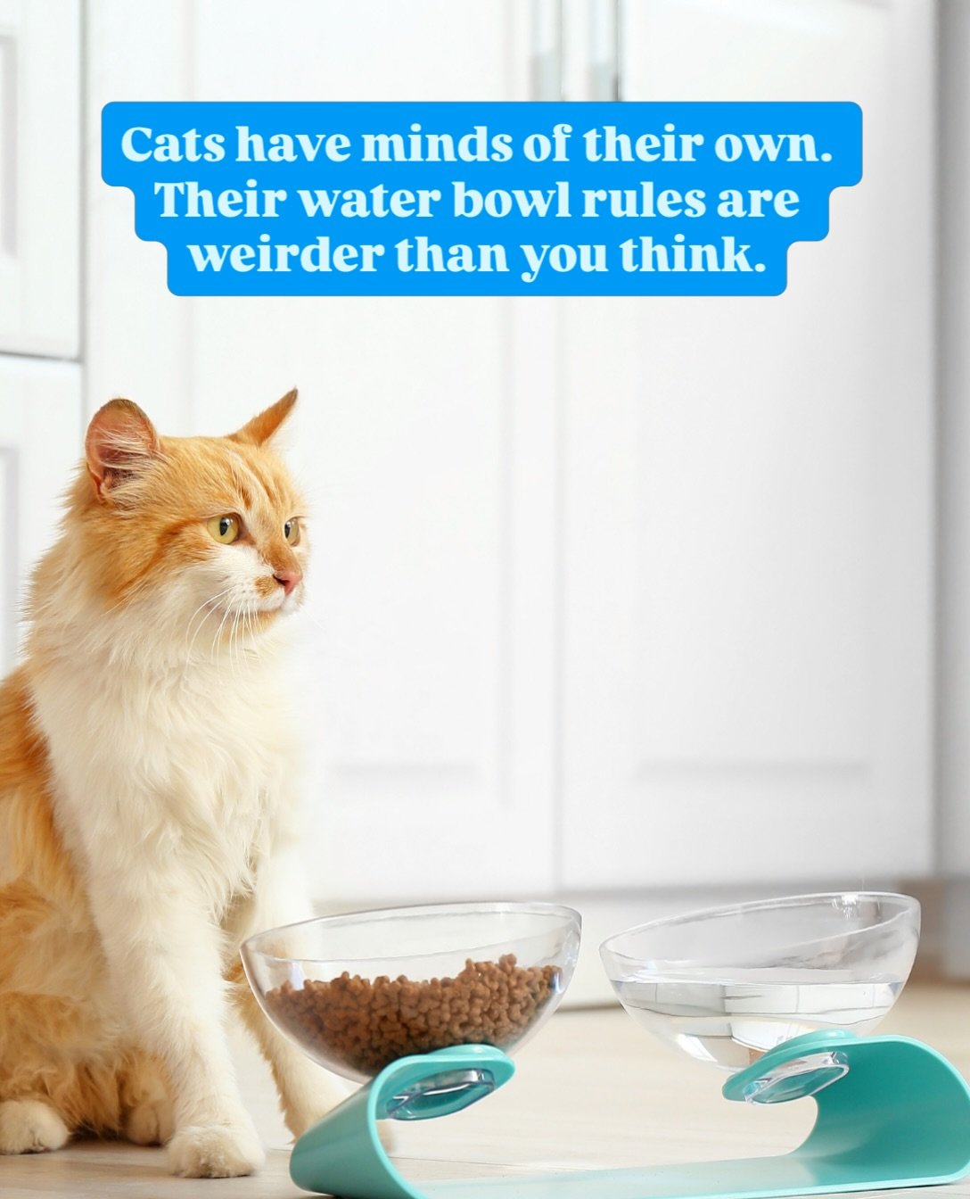 Your cat&rsquo;s water bowl might be getting side-eyed for reasons dating back to actual desert ancestors. Wild cats never drank near a kill, since water by a carcass usually meant trouble. Your pampered little apex predator still runs that same para