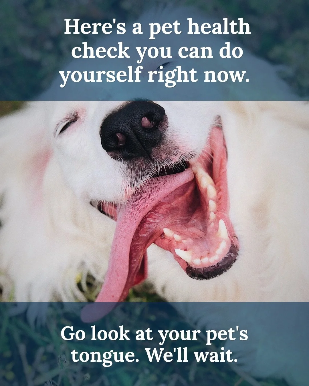 Here&rsquo;s a pet health check you can do yourself right now. Your pet&rsquo;s tongue could show you a thing or two about his or her health.

In Traditional Chinese Veterinary Medicine (TCVM), tongue color, coating, and moisture help an integrative 