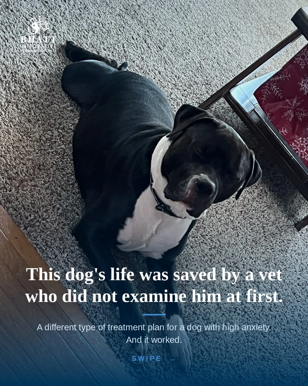 Max had been to several vets before he came to us. Each visit went worse than the one before. He&rsquo;s a pittie mix with serious anxiety plus stubborn skin and allergy issues, and by the time his rescue reached out, his family was staring down the 