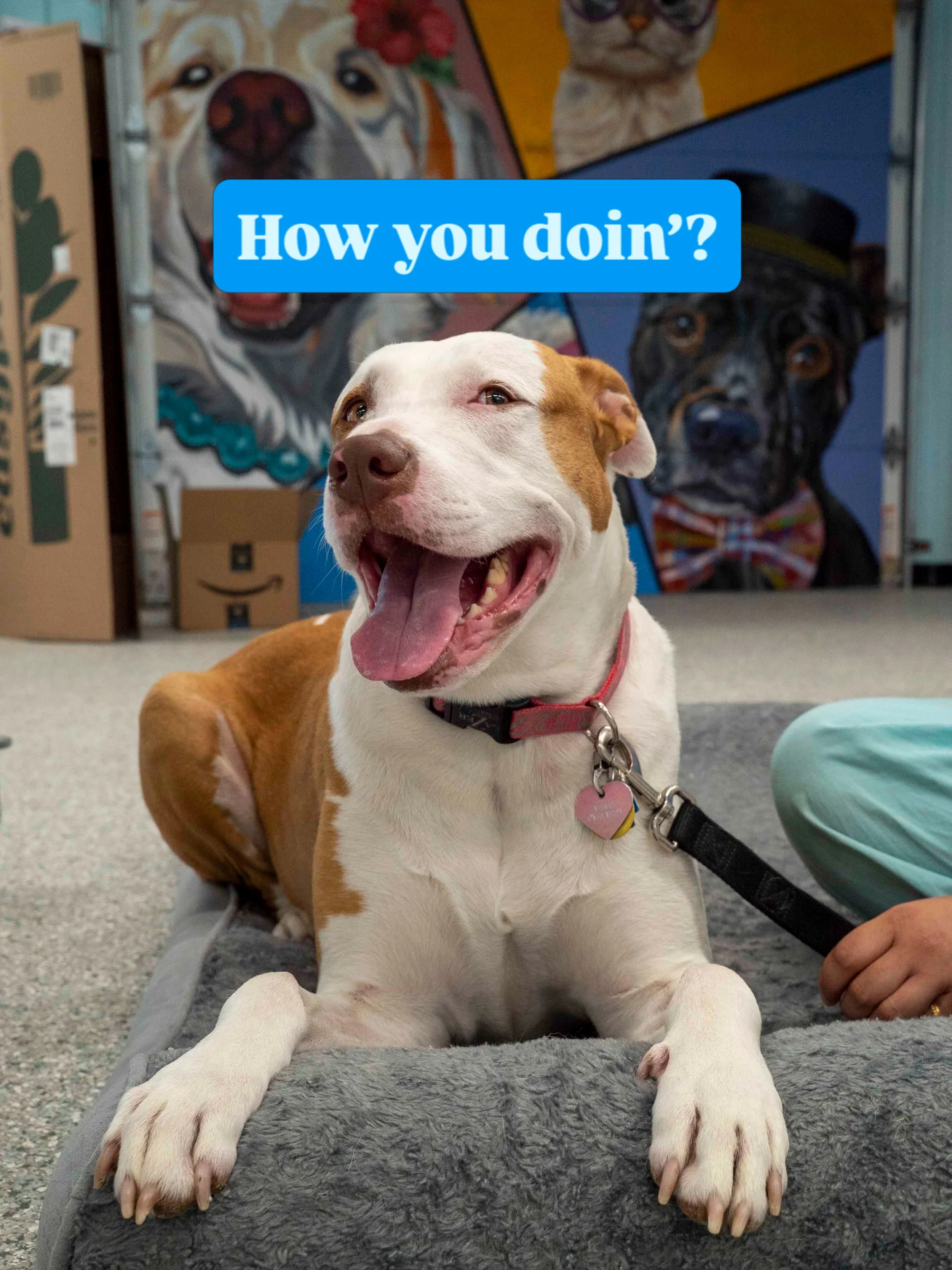A Joey wannabe? 
A cutie pie patient after an examination? 
A sweet face who loves the vet?
All of above!
Sending you happy vibes, everyone 😁🐾

#chicagodogs #veterinarian #glenviewil #chicago