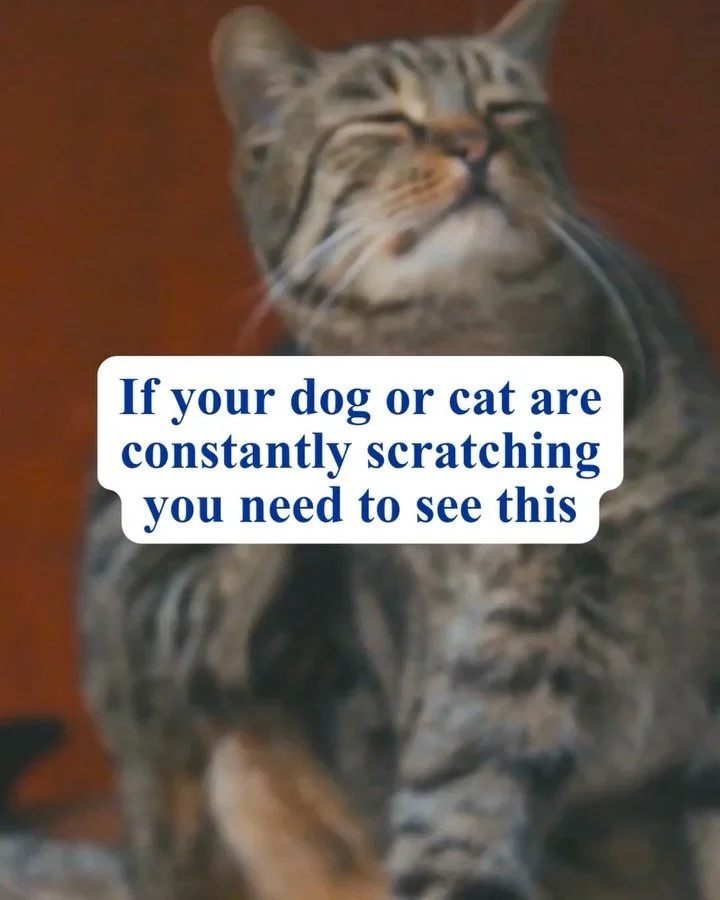 Your dog&rsquo;s itching might not be what you think. Neither are your cat&rsquo;s bald patches or hot spots. Most pet parents assume it&rsquo;s just allergies and reach for the same over-the-counter fix every year. Sometimes that&rsquo;s true. Somet