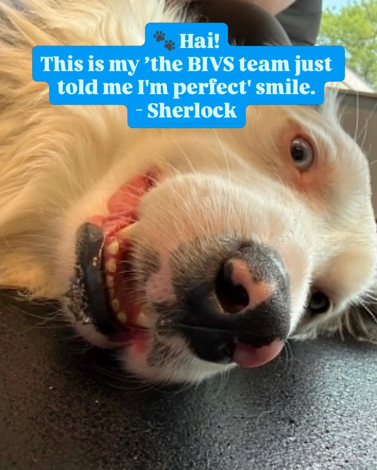 If Sherlock could speak English, he&rsquo;d say:

&ldquo;This is my &lsquo;the BIVS team just told me I&rsquo;m perfect&rsquo; smile.&rdquo;

Doesn&rsquo;t he look like a happy little doggo?

We love making our patients smile, whether that means a wa