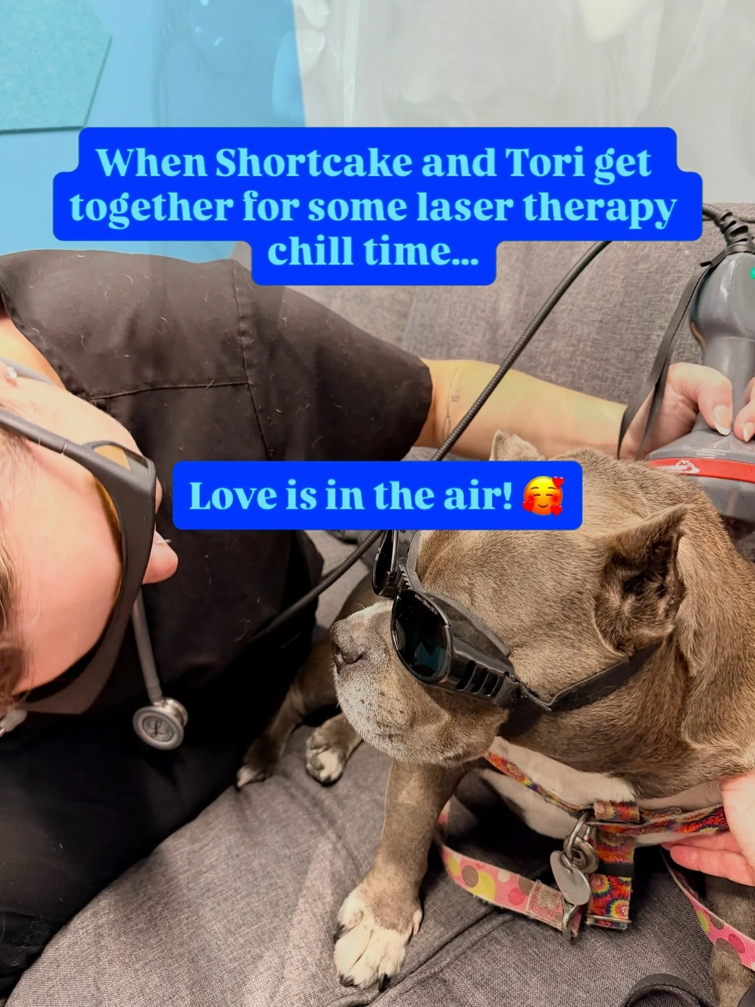 Hello!
Whatcha doin&rsquo;?
Oh, just some laser and sending out love vibes!
Smooches 😘

These two&hellip; it&rsquo;s a love story.
Tori and Shortcake
Bonding during laser therapy, and making us all a little jealous. It&rsquo;s okay - we get Shortcak