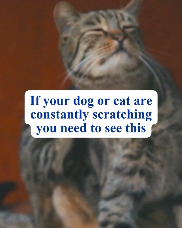 Your dog&rsquo;s itching might not be what you think. Neither are your cat&rsquo;s bald patches or hot spots. Most pet parents assume it&rsquo;s just allergies and reach for the same over-the-counter fix every year. Sometimes that&rsquo;s true. Somet