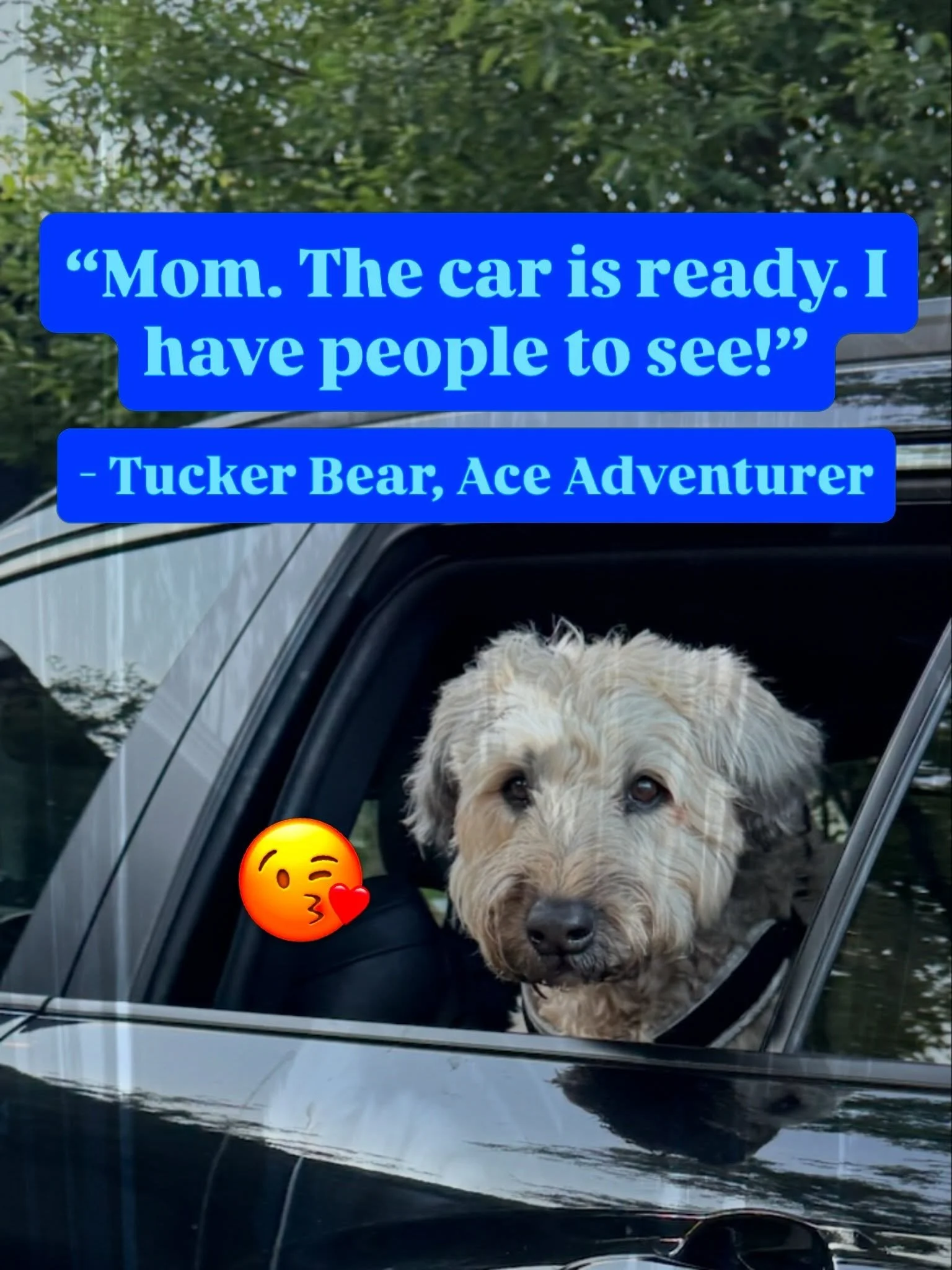 We&rsquo;d like to think Tucker Bear is really saying: &ldquo;Mom, c&rsquo;mon! Let&rsquo;s GO. My vet family is waiting.&rdquo; 😂🐾

Tucker Bear is buckled in, window down, and looking VERY ready for his next adventure.

And if that adventure happe