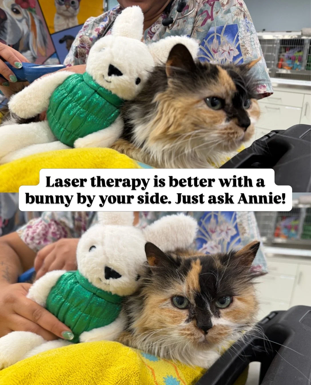 Annie knows the rules. Laser therapy requires one bunny plushie, plenty of snuggles, and her full approval. 🐱🐰💙

What is laser therapy for cats?

This gentle, noninvasive treatment uses targeted light energy to support healing, reduce inflammation