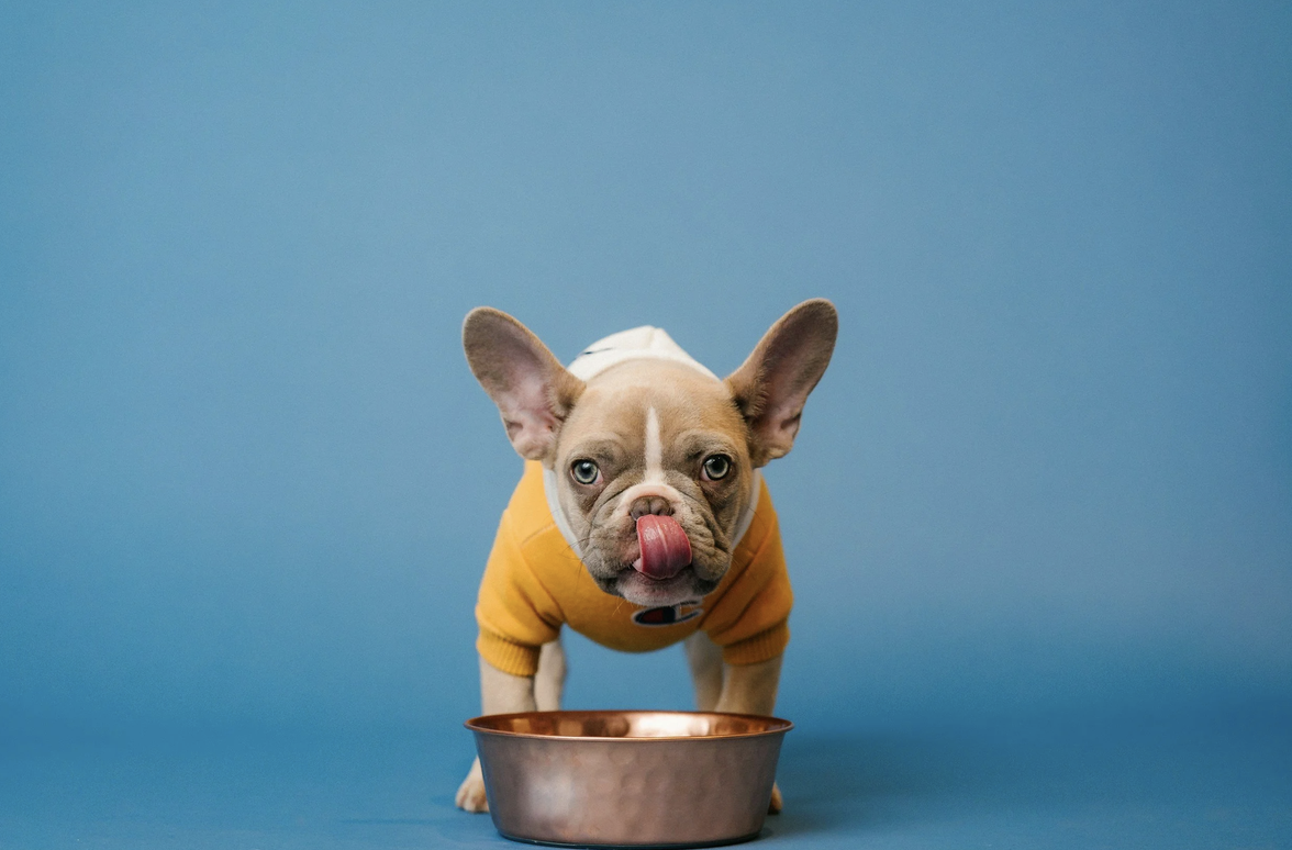 Why Your Dog’s Allergies Might Actually Start in Their Gut