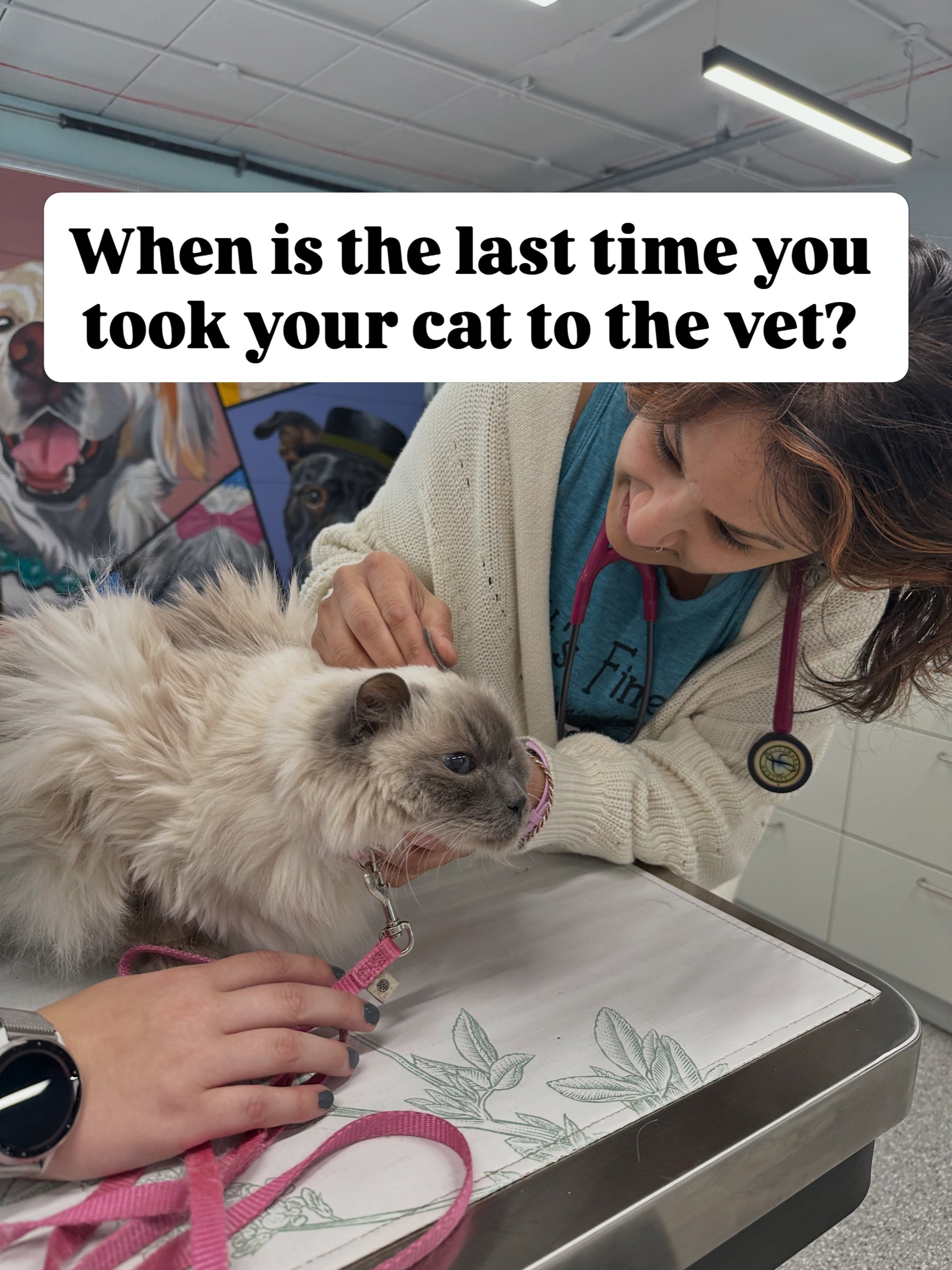 We missed Take Your Cat to the Vet Day on August 22. Honestly, so did most cats, since attending scheduled events has never really been their thing.

But the message is worth saying late rather than not at all: cats need vet visits just as much as do