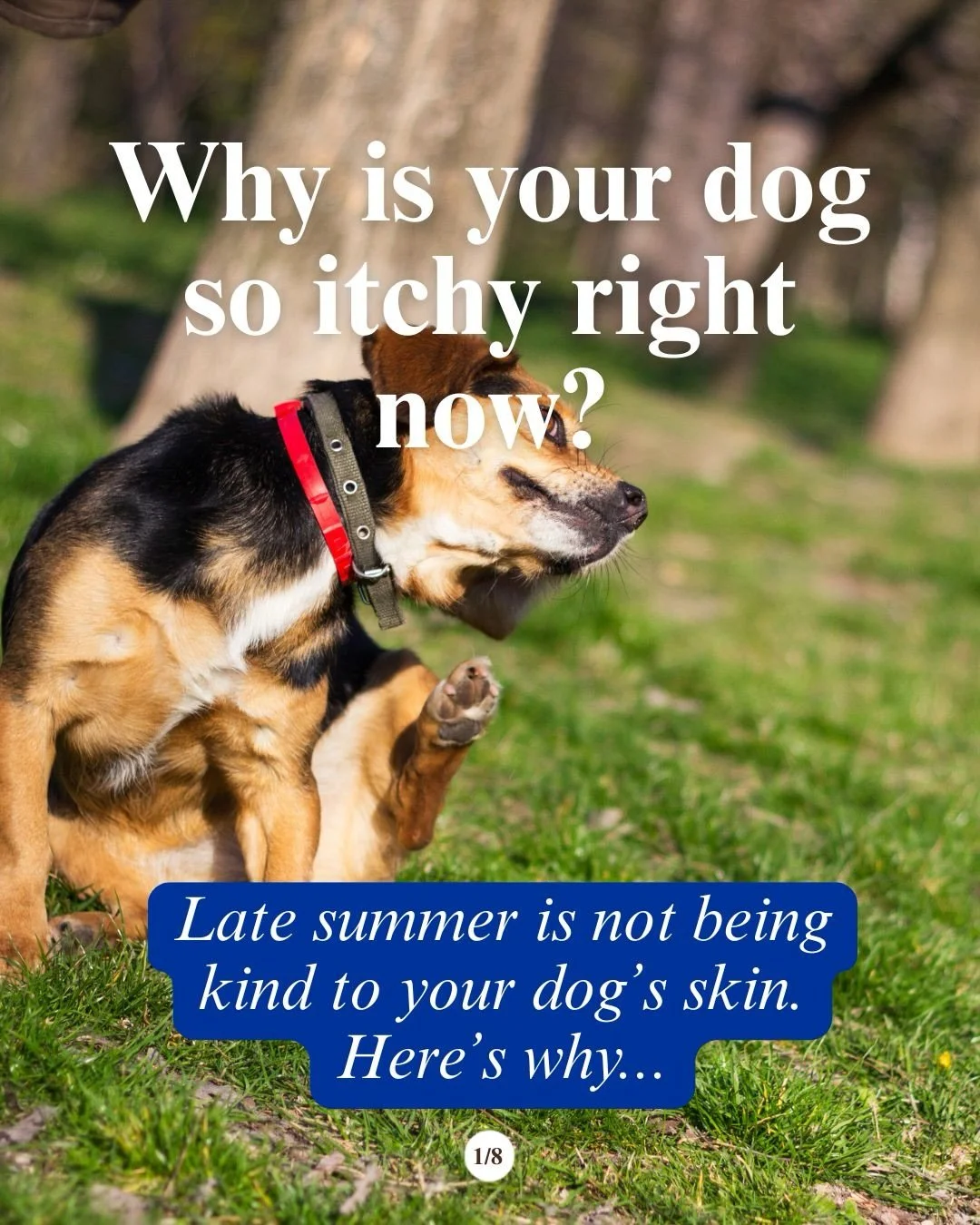 Why is my dog so itchy this time of year? It&rsquo;s the question we hear most in the clinic during late August, and it&rsquo;s almost always seasonal allergies, not fleas, not a food change, not &ldquo;just dry skin.&rdquo;

Ragweed pollen peaks acr