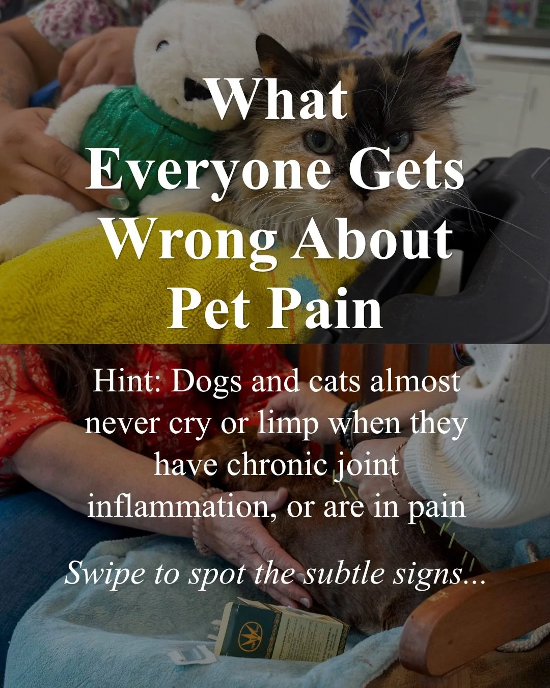 What Everyone Gets Wrong About Pet Pain

Most pet parents wait for crying, whining, or a distinct limp before suspecting joint discomfort. But dogs and cats instinctively hide chronic pain.

Instead of vocalizing, discomfort often looks like subtle b