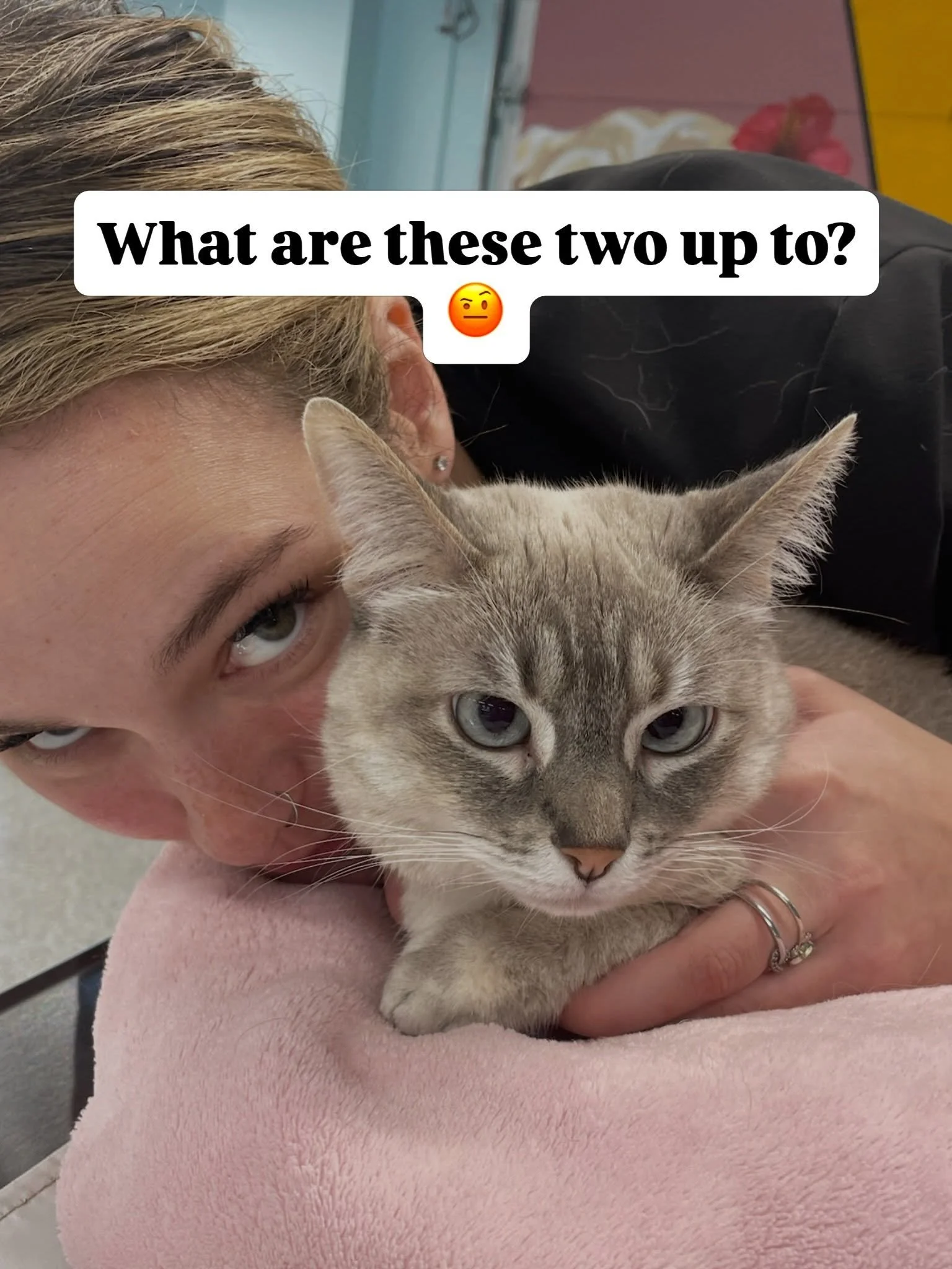 We think these two are up to no good. 👀

Tori is clearly the lookout. Gigi is the mastermind.

What mischief do you think they&rsquo;re up to? Take a guess ⬇️ 

And it&rsquo;s only Monday! 😂

#GlenviewIl #chicago #veterinarian #cats