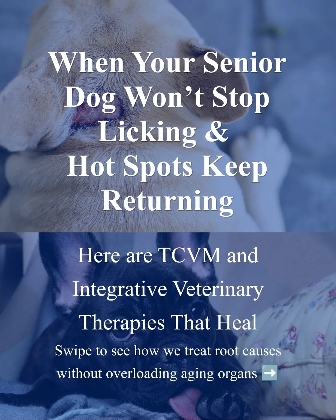 When Your Senior Dog Won&rsquo;t Stop Licking &amp; Hot Spots Keep Returning

Managing chronic paw licking and stubborn hot spots in older dogs is exhausting. When pets reach their senior years, many families want to avoid heavy daily medications tha