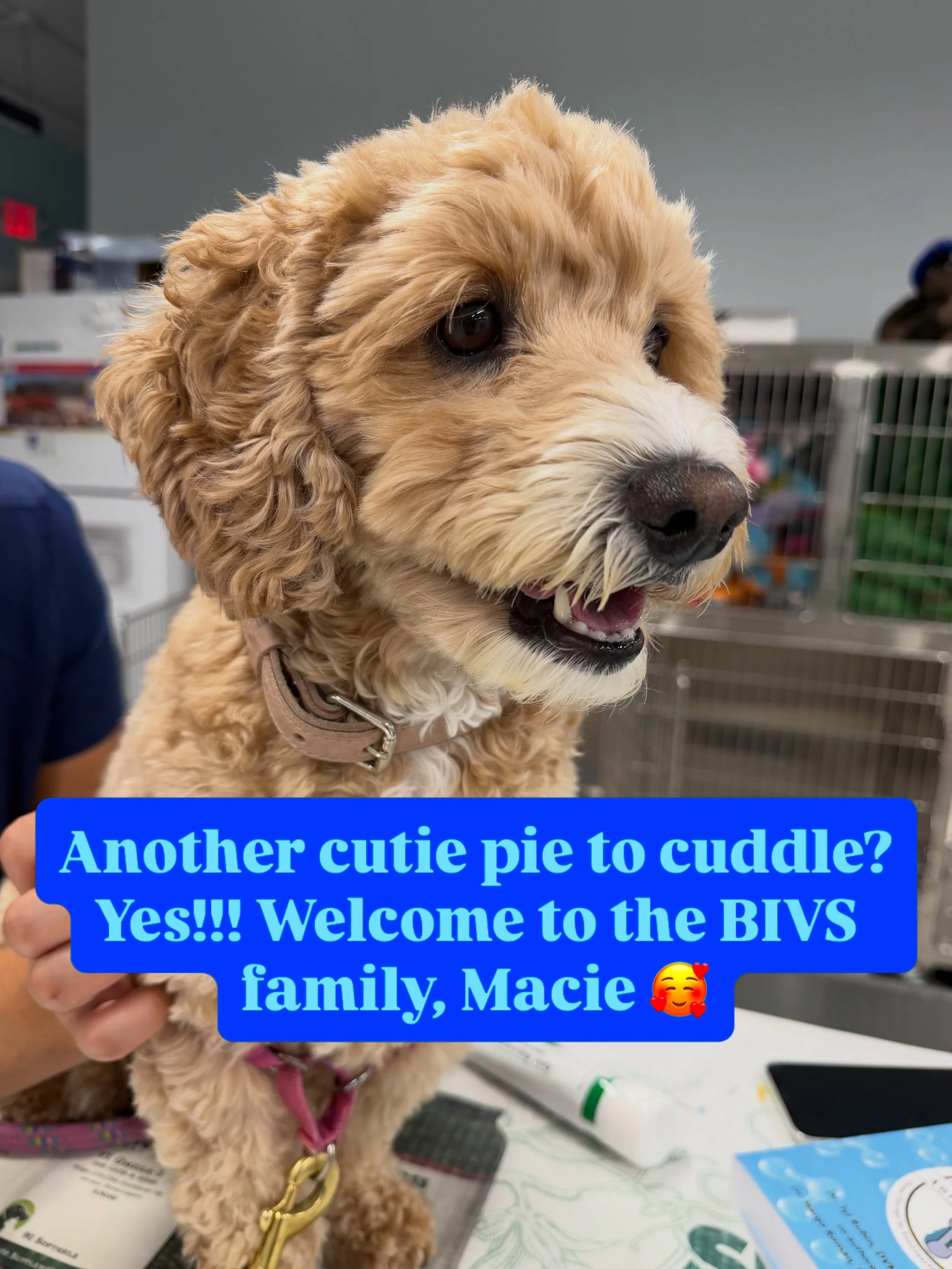 That smile! That fluff! Those sweet little eyes! 🥹🐾

Please help us welcome Macie and her family to the BIVS client family. This happy girl brought plenty of smiles to our day, and we are so glad she is here.

Welcome, sweet Macie! 💛

#WelcomeMaci