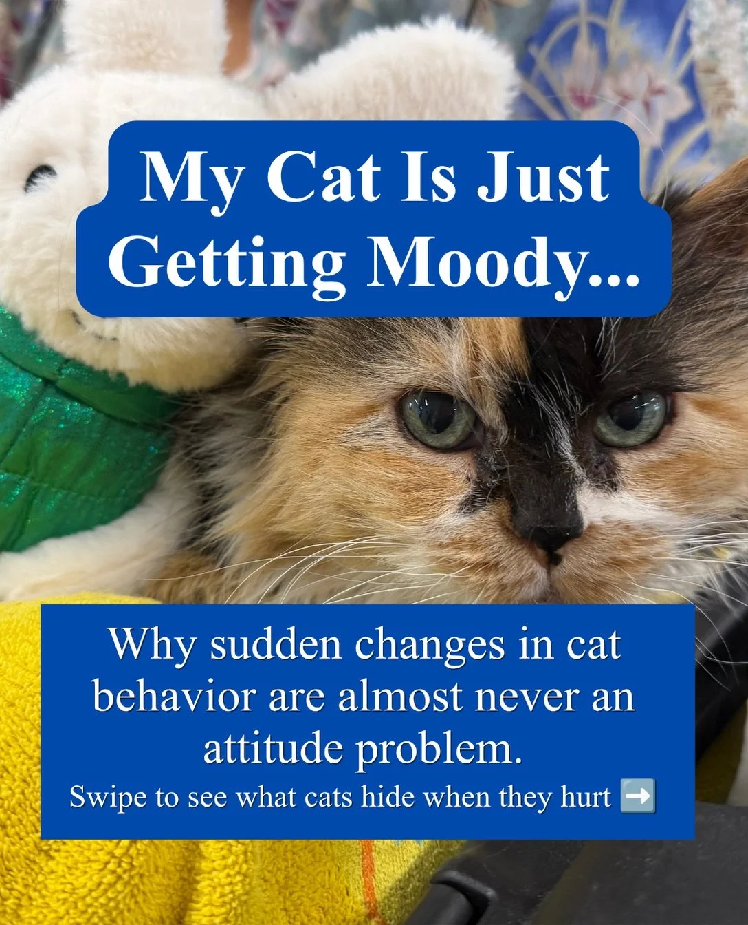 Why do we assume an older cat is just being &ldquo;cranky&rdquo; or &ldquo;lazy&rdquo;?

Because felines are both predators and prey, their natural instinct is to hide vulnerability. They rarely vocalize or limp when joints ache or bladders flame up.