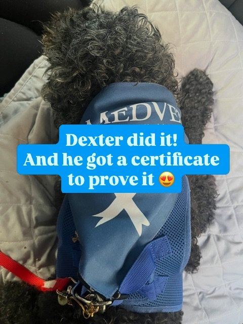 Our little Dexter, a champion and very loved BIVS patient, finished his radiation treatments yesterday! 🎓💙🐾

LOOK AT HIM! 🥹 That sweet little face. We are SO proud of this boy!

Dexter is a fighter, but he hasn&rsquo;t been fighting alone. He has