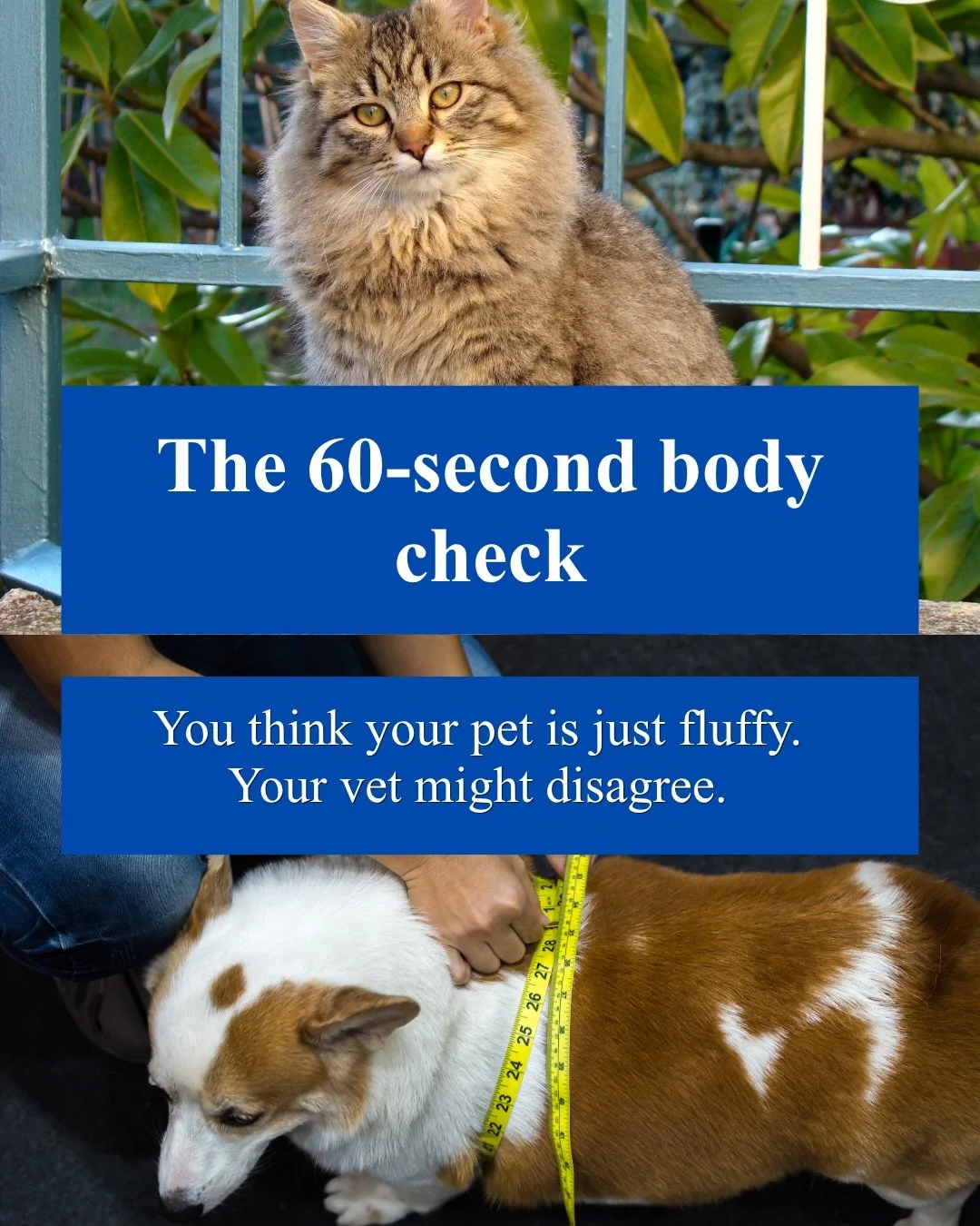 Your pet&rsquo;s ribs have a secret, and your hands are about to find out.

October is World Pet Obesity Month, and more than half of pets seen at vet clinics are carrying extra weight. The good news is that you can check your pet at home in about a 