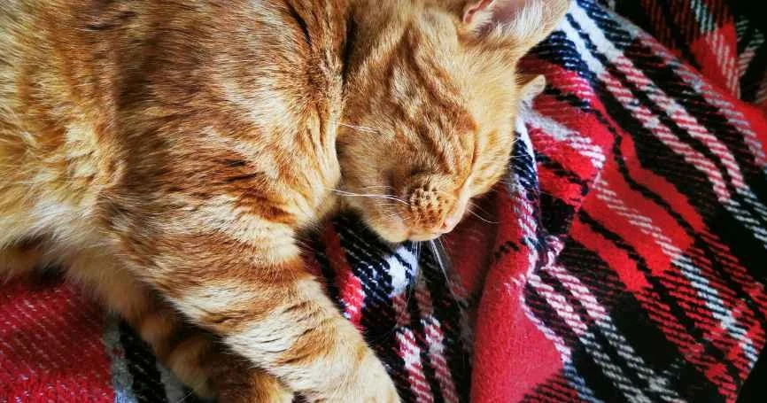 Cold Weather and Stiff Joints in Dogs and Cats