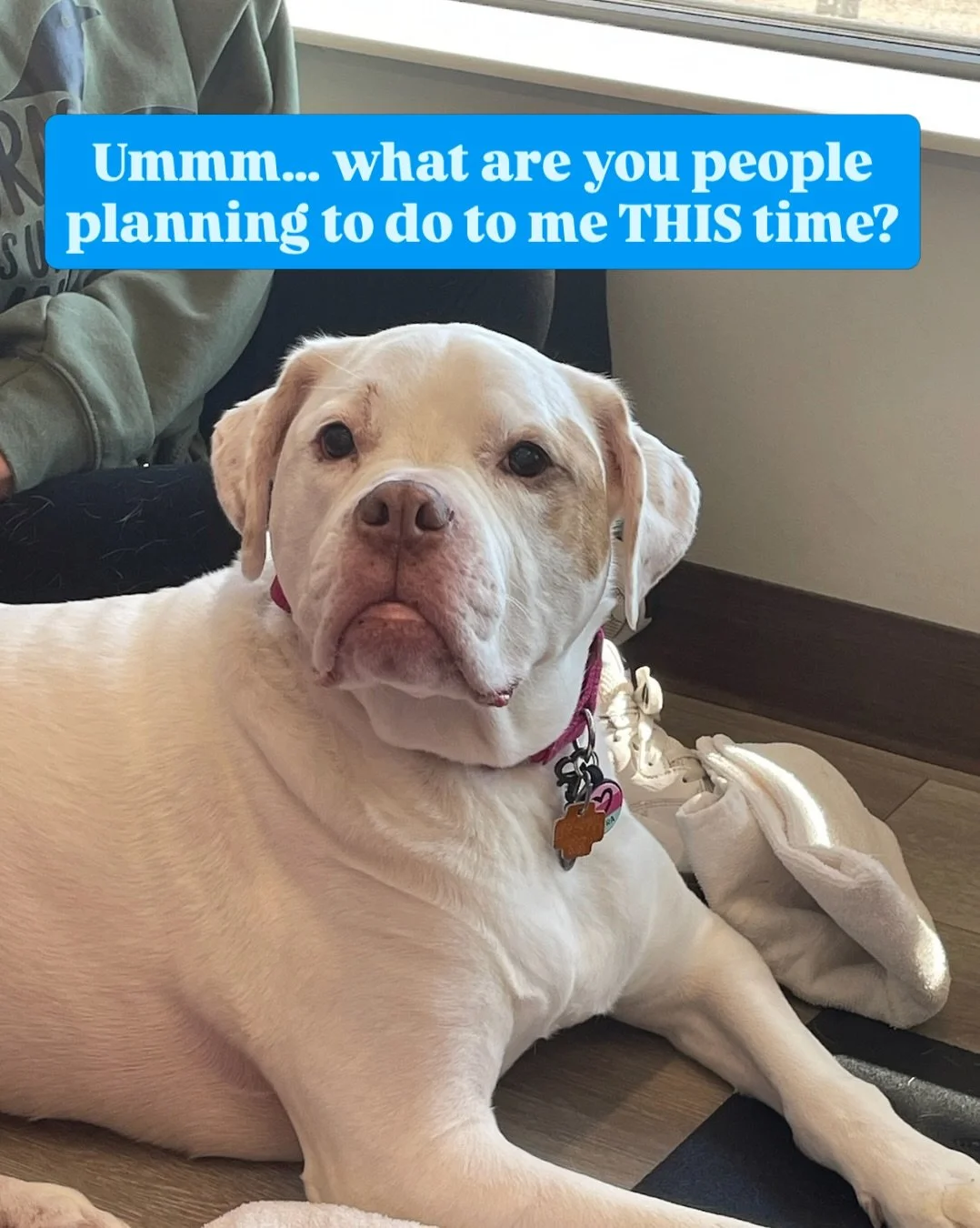 🐾 Meet Kiera! Proof that a little anxiety doesn&rsquo;t stop a girl from being a star! 🌟

You&rsquo;d never guess from these photos, but sweet Kiera has some mild anxiety. And her mom wants to help her feel more comfortable in her own skin. ❤️

Aft