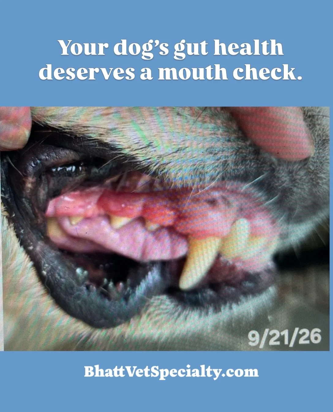 What Dr. Bhatt says about pet dental:

When I&rsquo;m treating a dog with IBD or colitis, I don&rsquo;t leave their dental health out of the conversation. The mouth needs attention, too. 🦷

Our patient Meadow is starting a plan that combines prevent