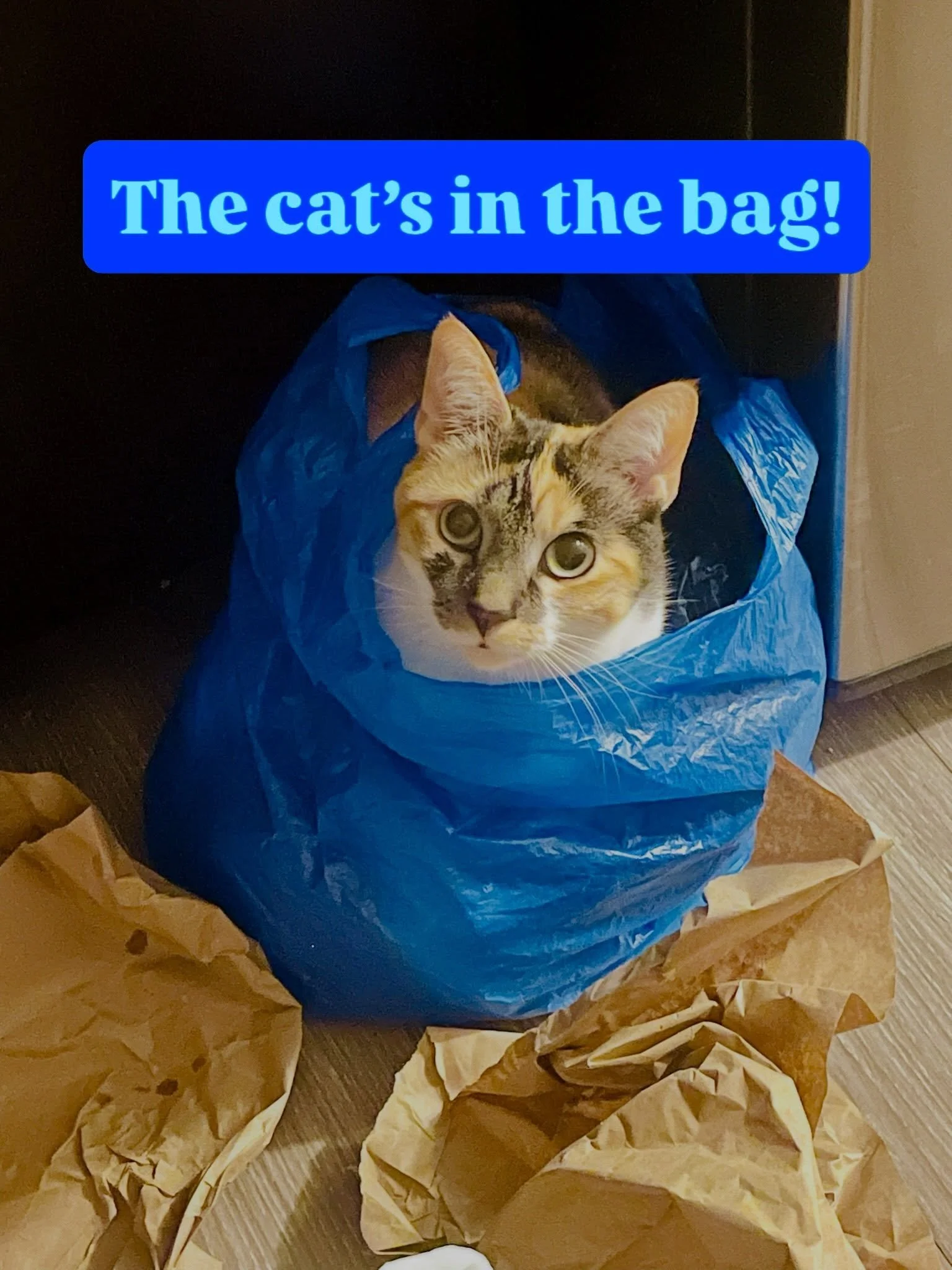 Cat in the bag! 🐈💙

Most cats find moving stressful and need an anxiolytic. Not Dr. Bhatt&rsquo;s well-adjusted baby girl, Chaiyya!

Of all the places Chaiyya could settle into, she chose a blue plastic bag.

And judging by her face, Dr. Bhatt&rsqu