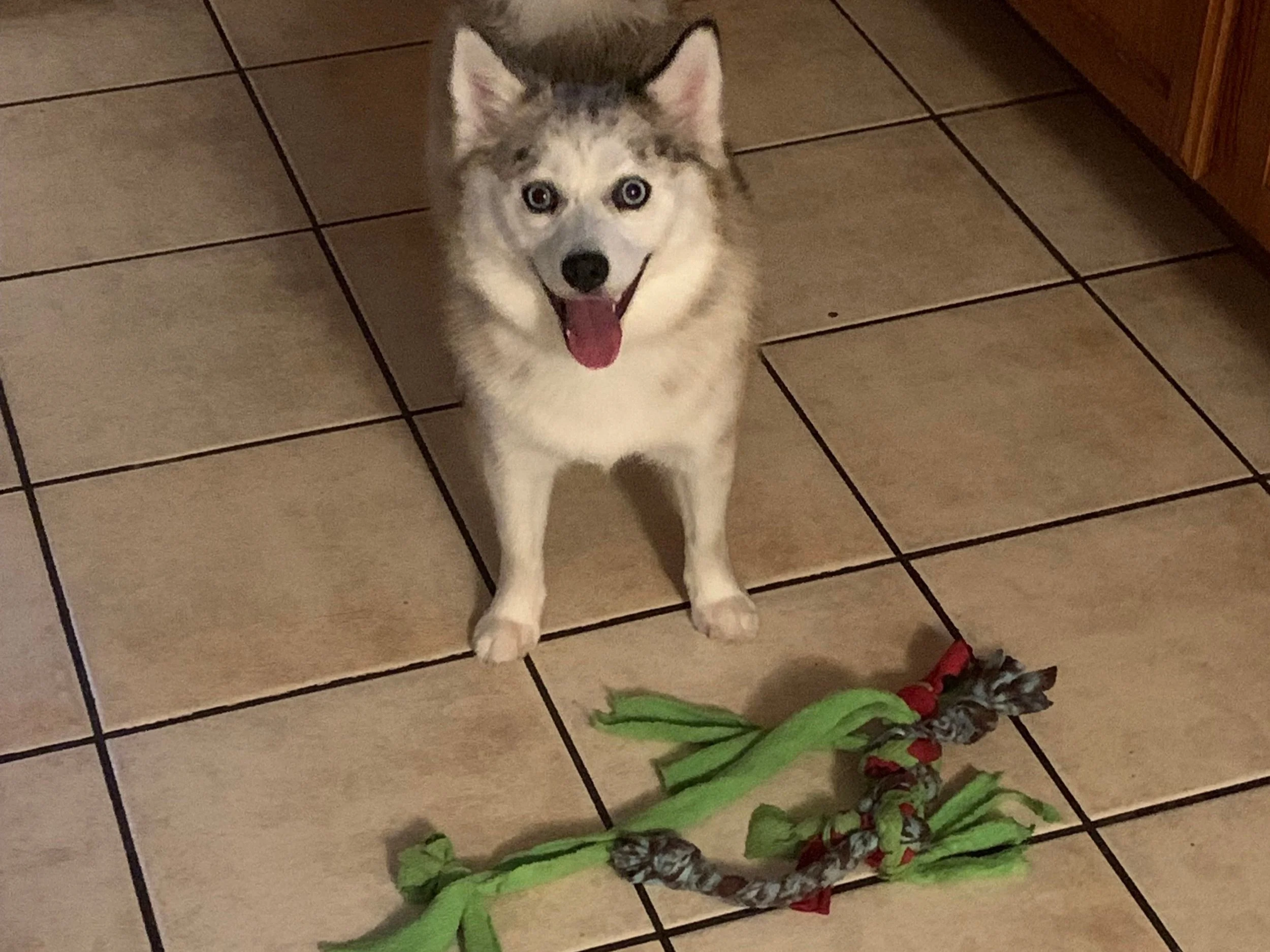 Can A Rawhide Allergy Cause Vomiting In Dogs