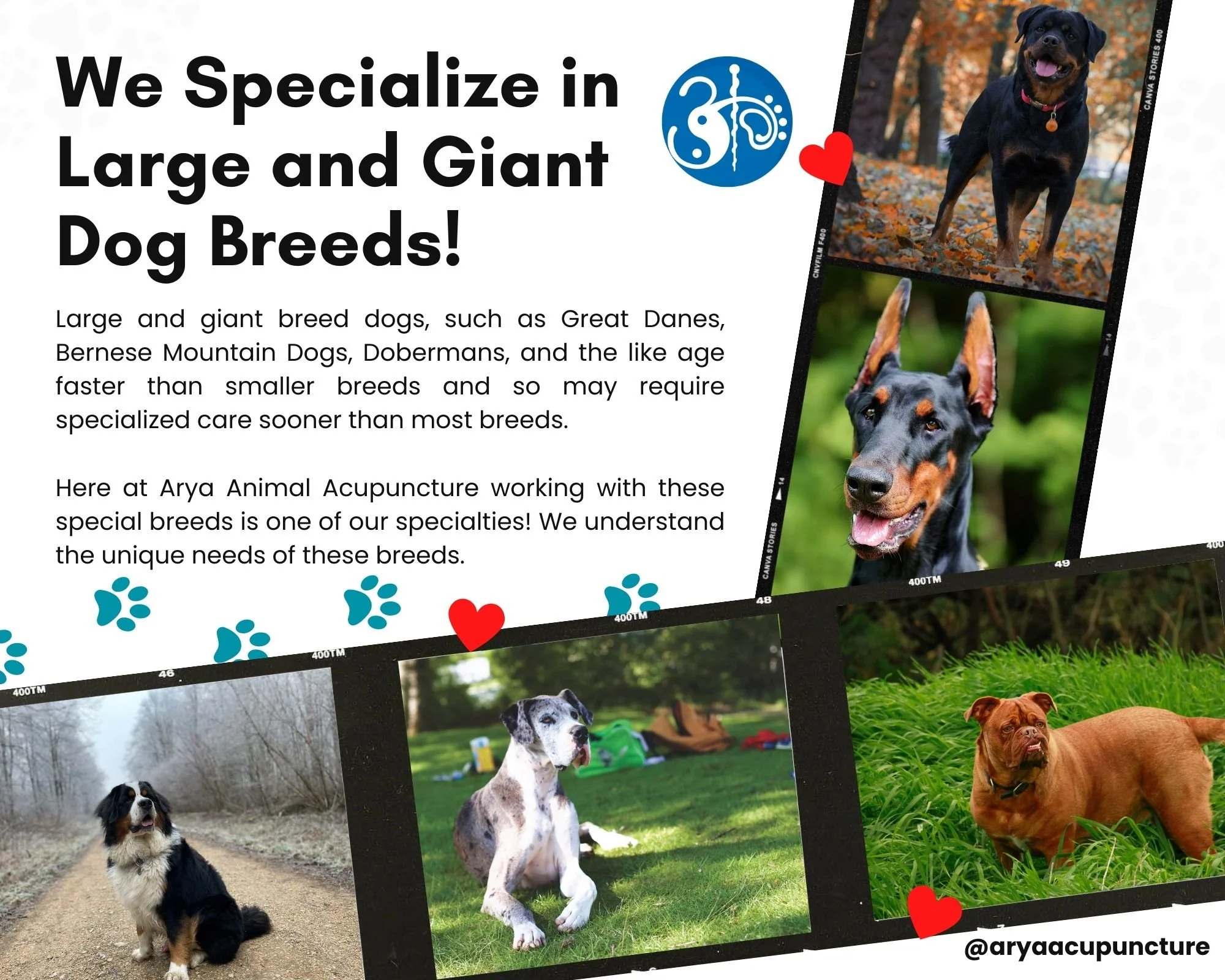 Dog Large Breed Adult (15months)