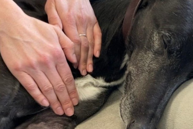 Animal Massage Therapy — Arya Animal Acupuncture - Specialty Integrative  Veterinary Medicine