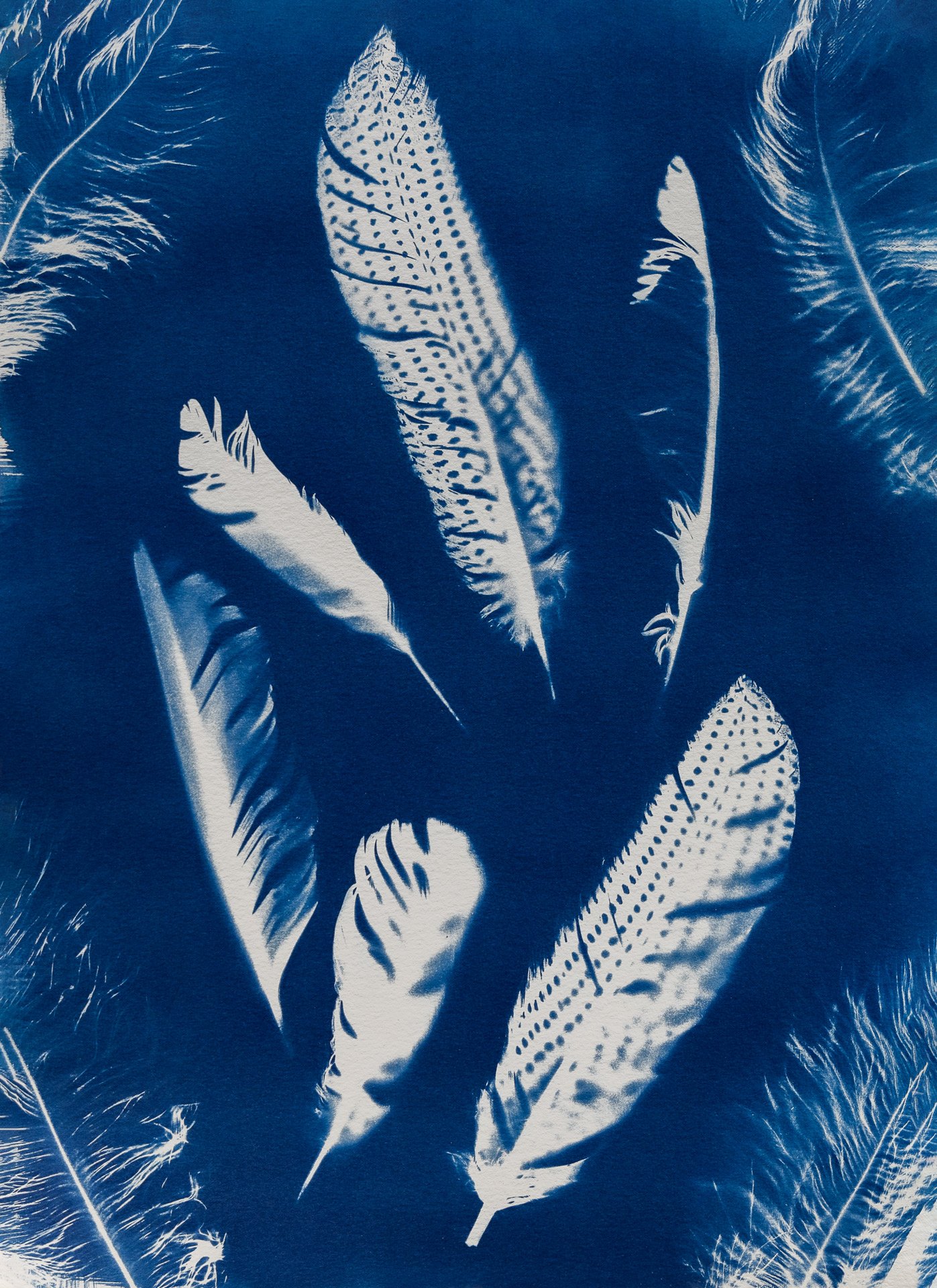 Cyanotype-feathers-vasquez.jpg