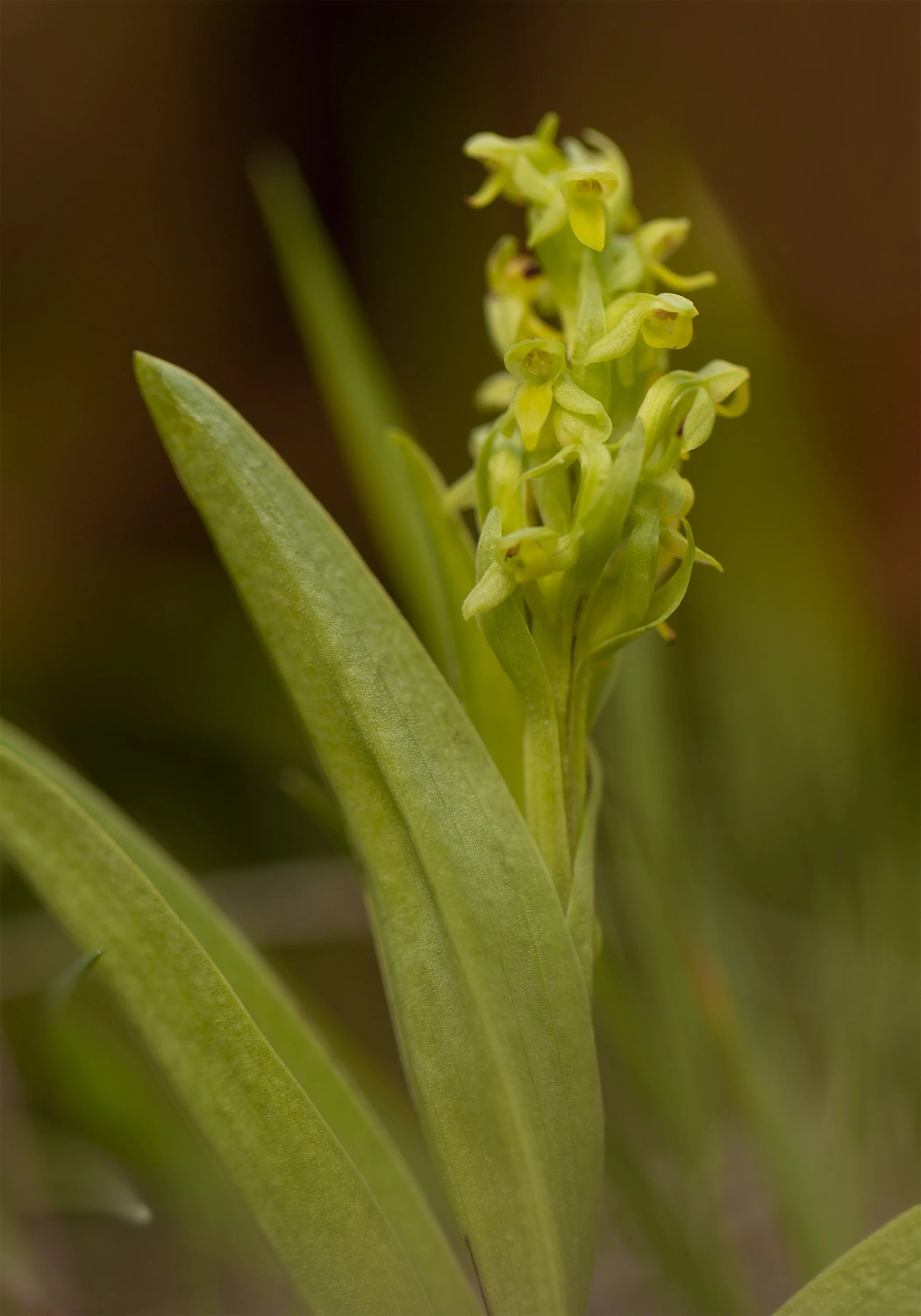 Bracted Orchid - Coeloglossum viride.jpg