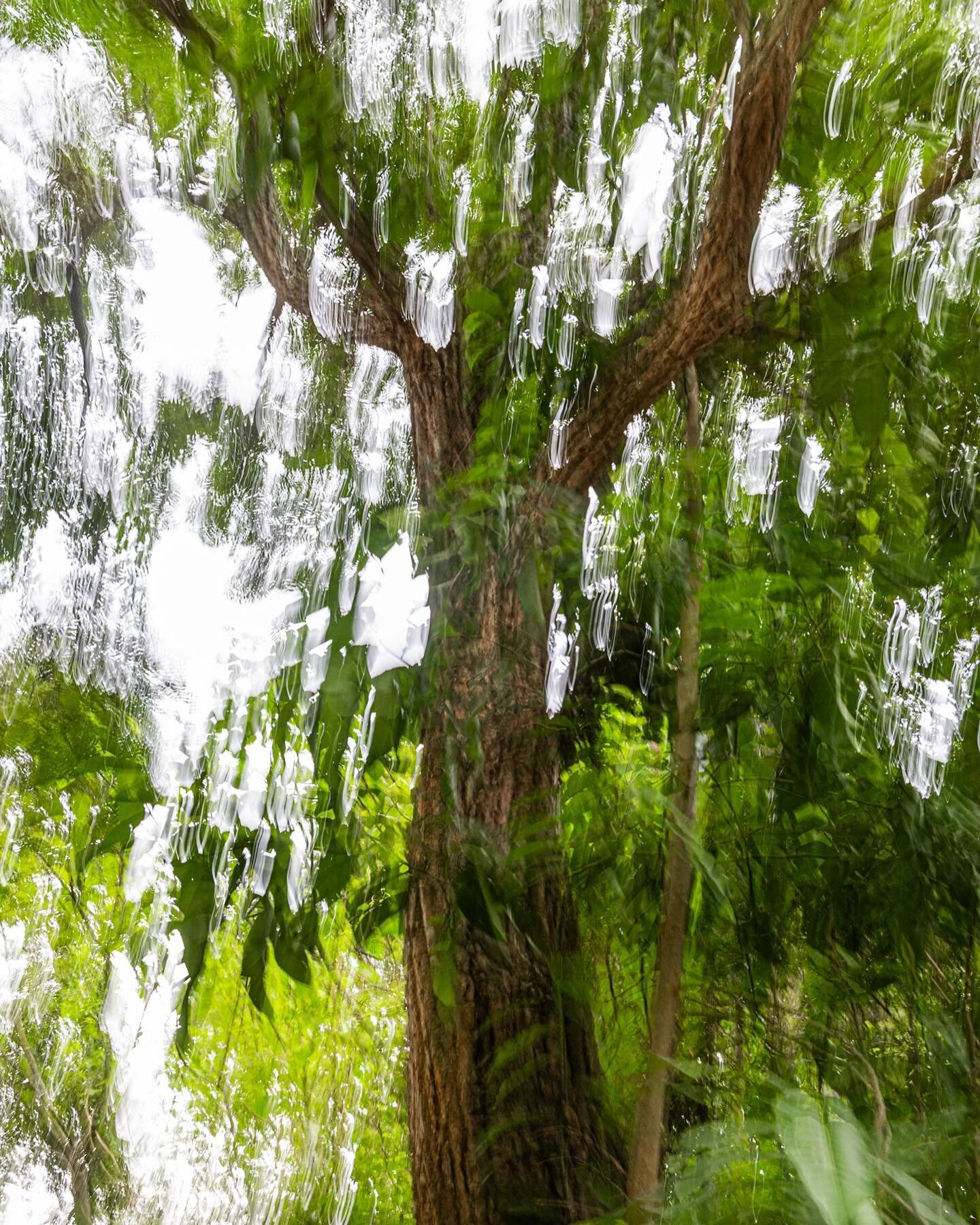 Who are they? The trees, who are they?
Quienes son los &aacute;rboles?
.
.
#whosthetree #arboles #trees #longexposure #yyclcl #naturephotography #nature