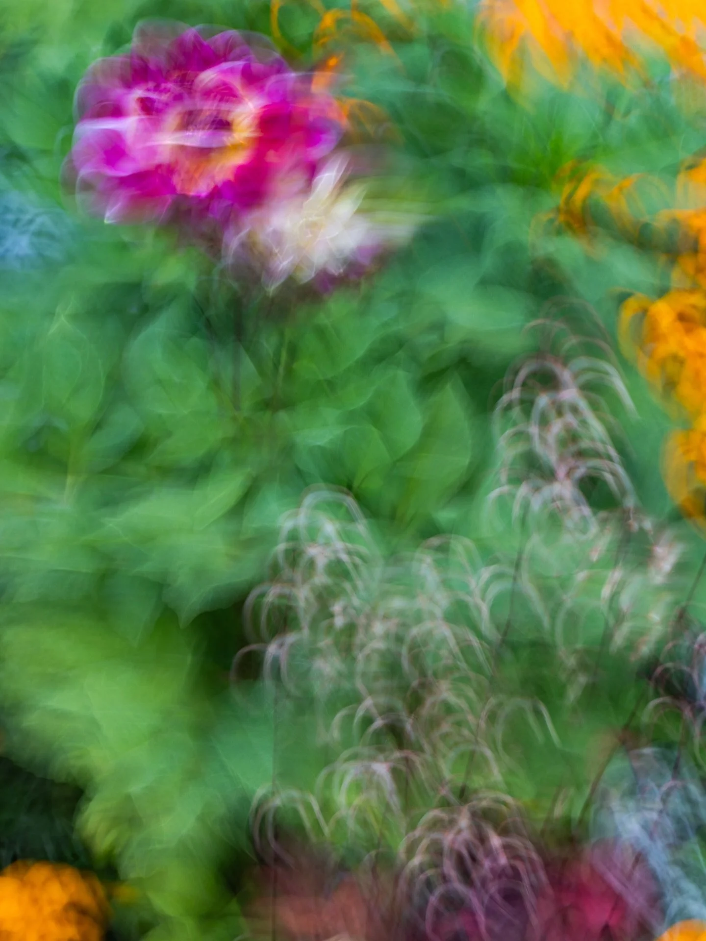 A few more days of enjoying the flowers and the garden, some of the plants are changing colour but some are still bright like screaming in protest. This colours are what I most miss in the middle of the winter. These are the lights that warm my days 