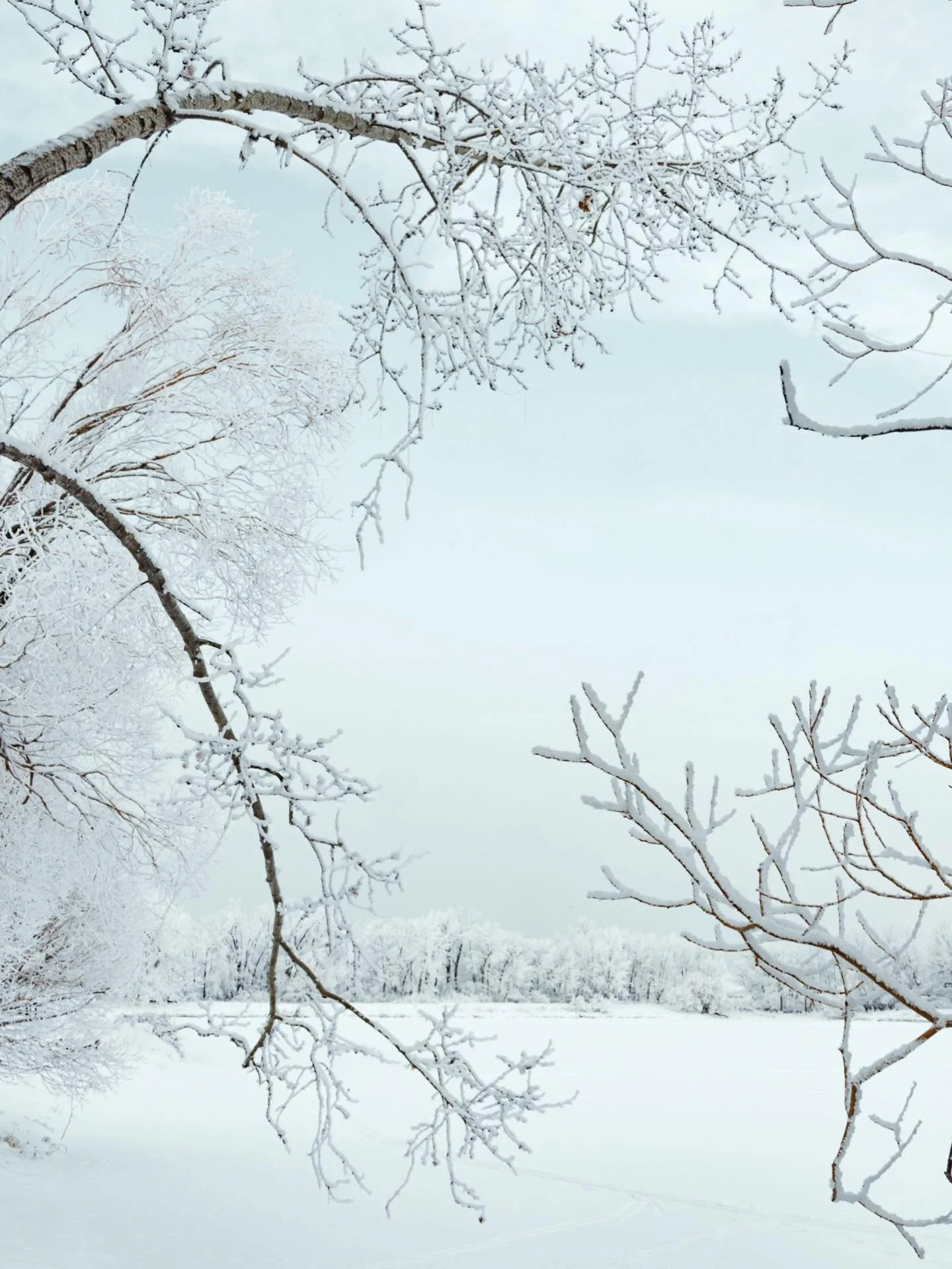Winter scene in Calgary, Alberta 🇨🇦 we must be dreaming 💭