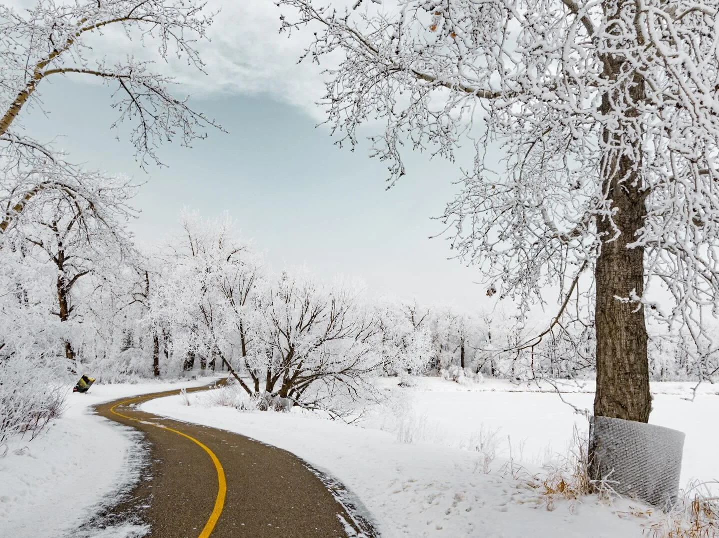 One of those winters mornings in Calgary when everything turns to rime ice.