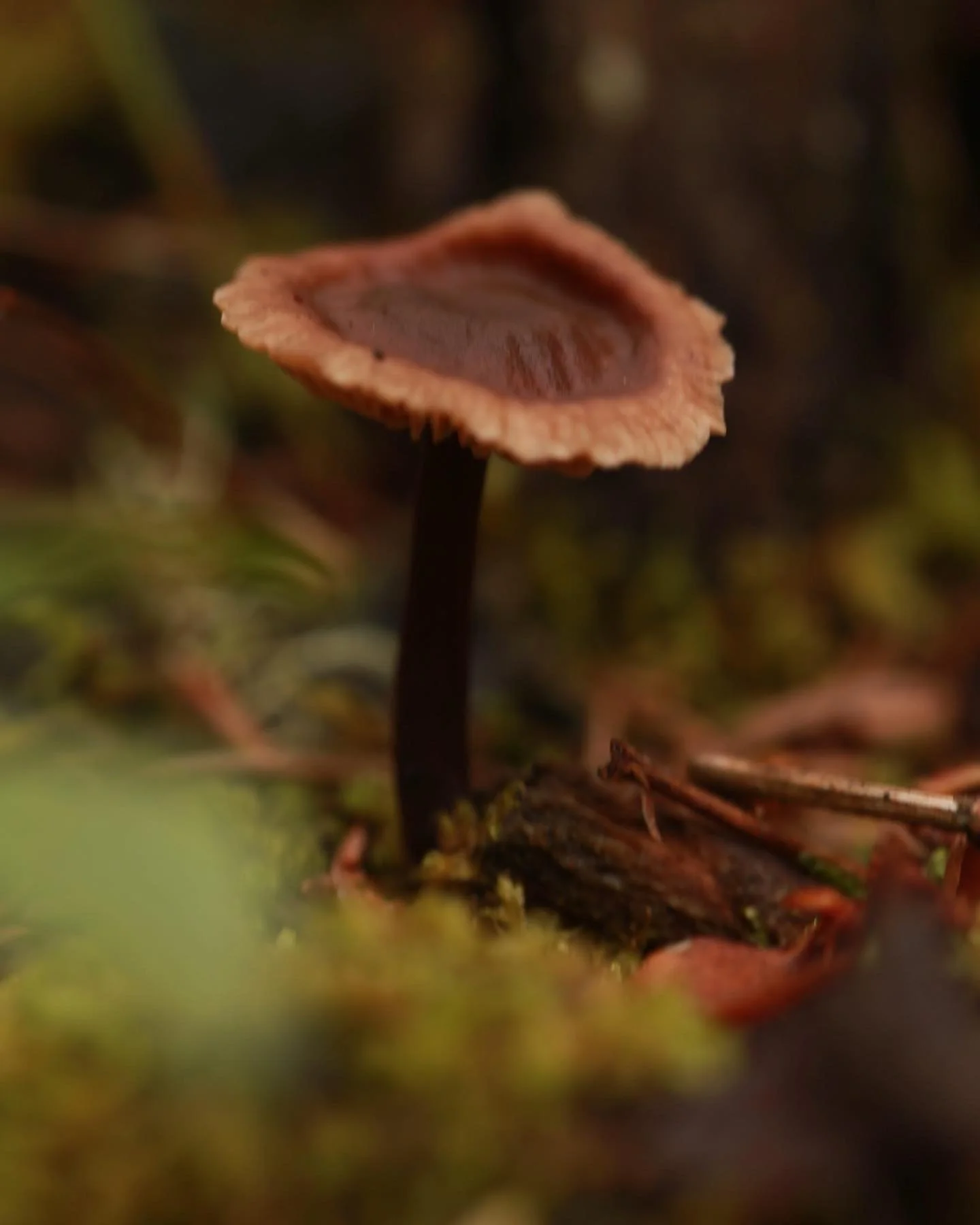 Mushroom season starts with the rain, let&rsquo;s do the rain dance! My heart is already jumping with excitement at the thought of wandering through the woods with friends, searching for mushrooms, discovering orchids, and learning the gifts of this 