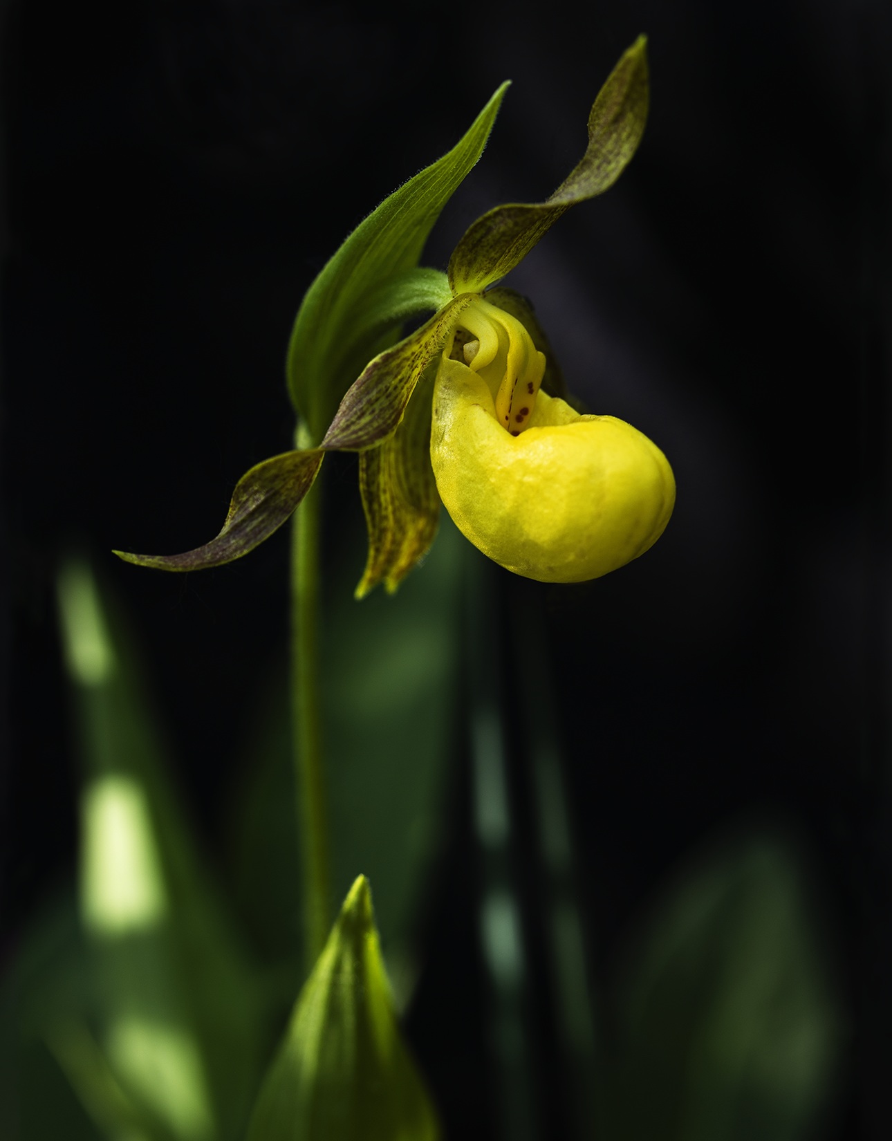 Yellow-Lady's-slipper.png