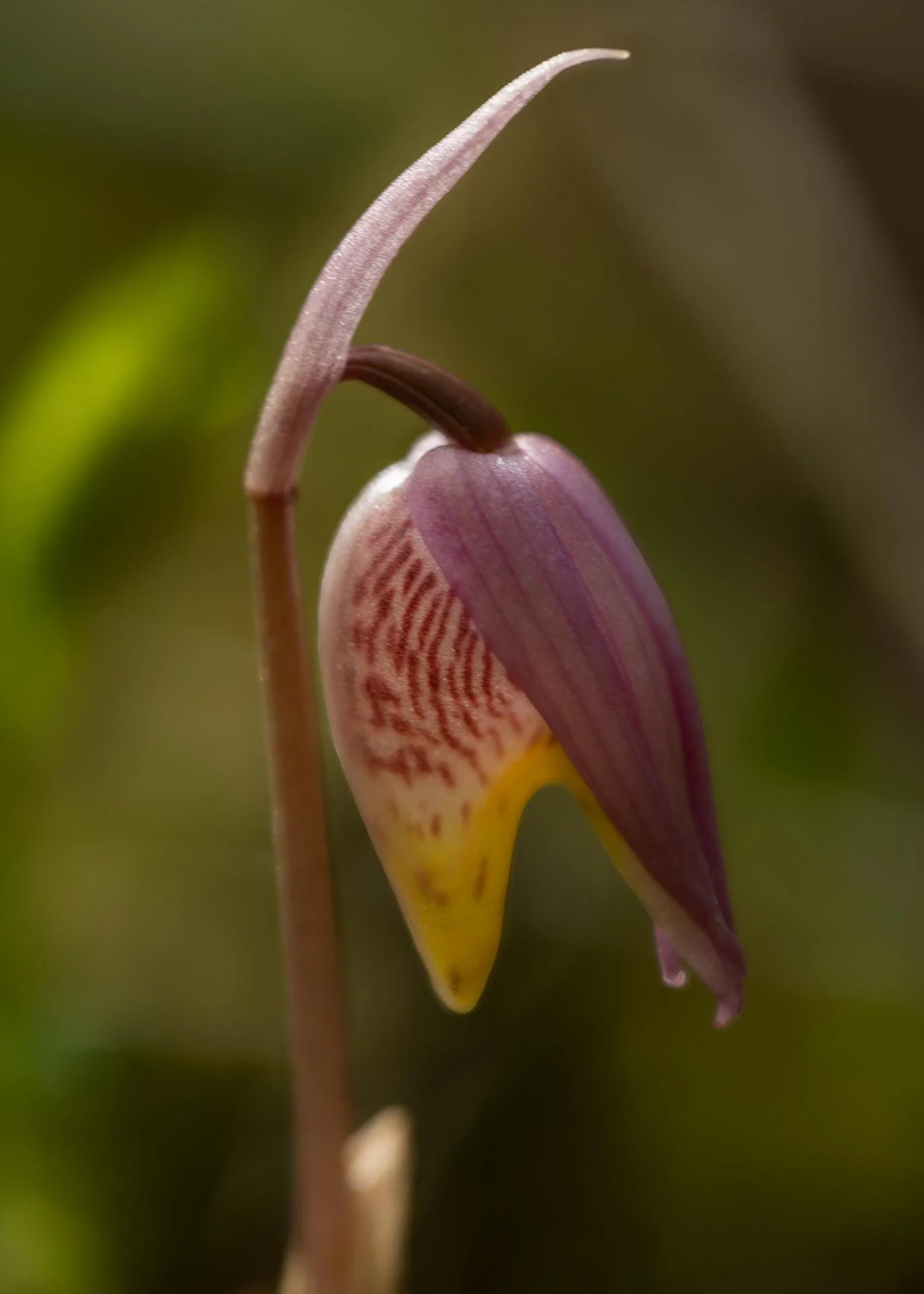 milena-vasquez-calipso-bulbosa-26.jpg