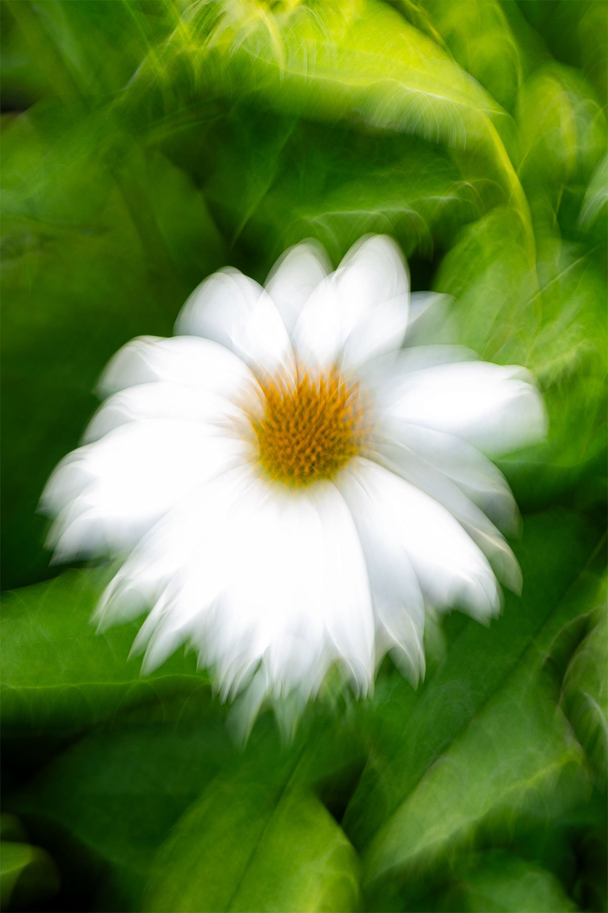 milena_vasquez_garden_8.jpg