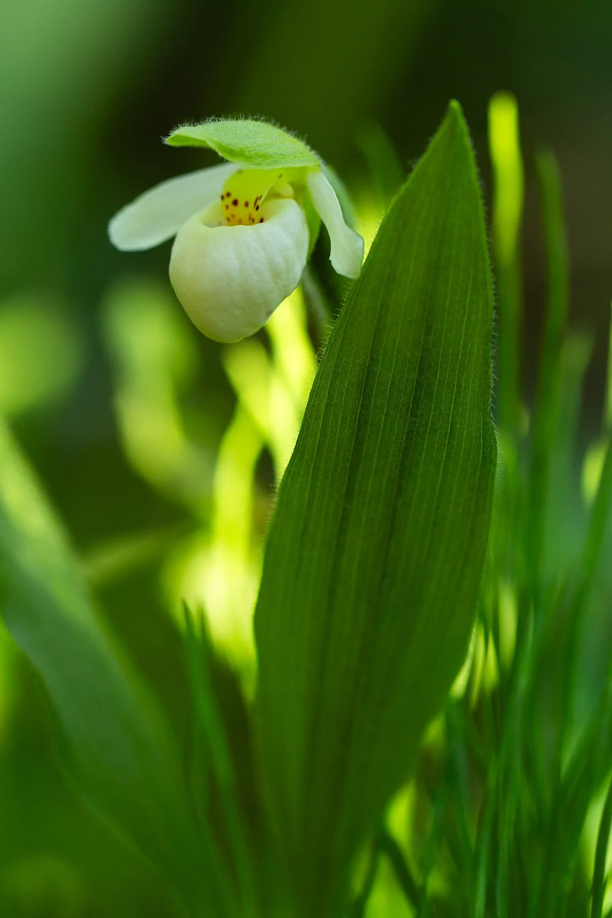Sparrow's-egg-Lady's-slipper-4X6psd.jpg