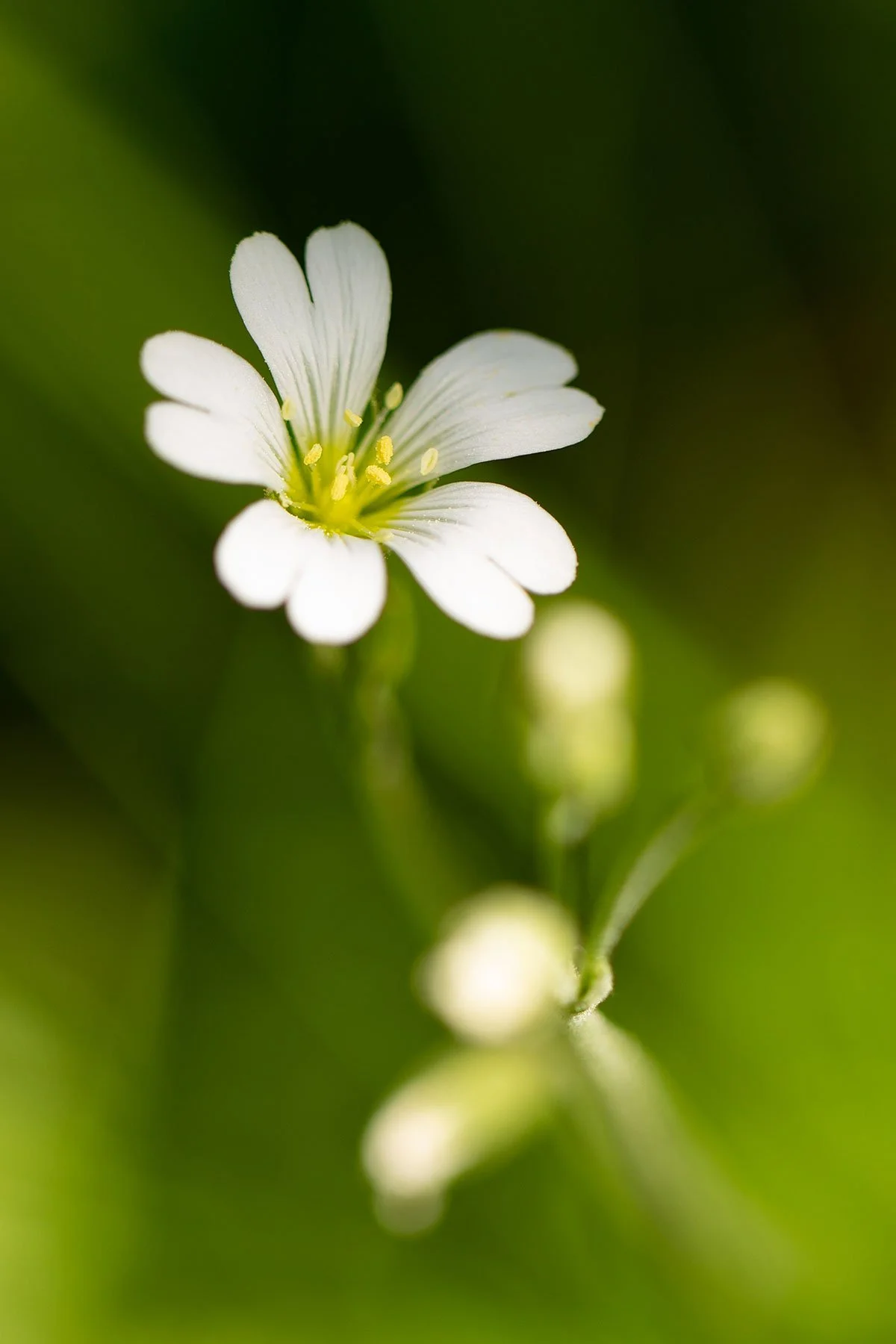 Snow-in-summer---cerastium-tomentosum-(1-of-1).jpg