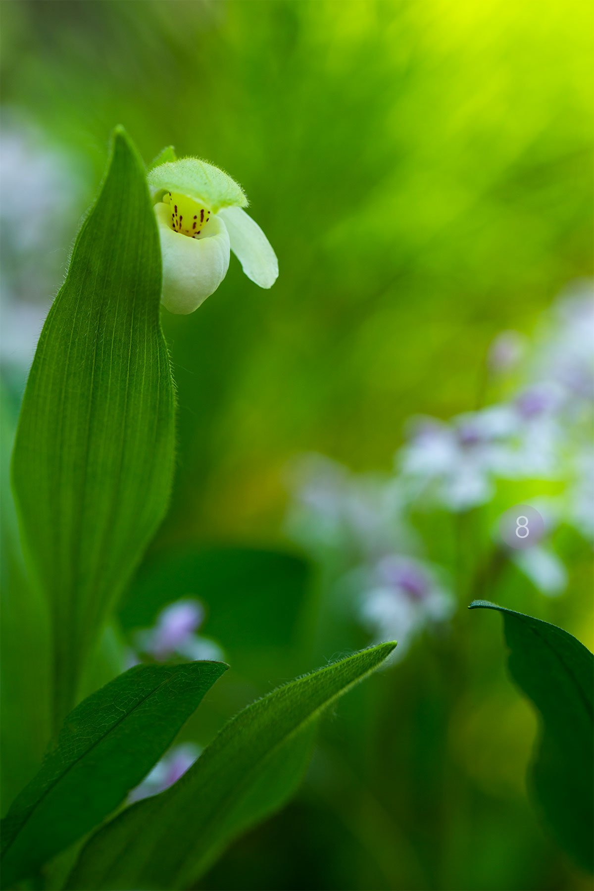 8-Sparrows-eggs-orchid-gwood.jpg