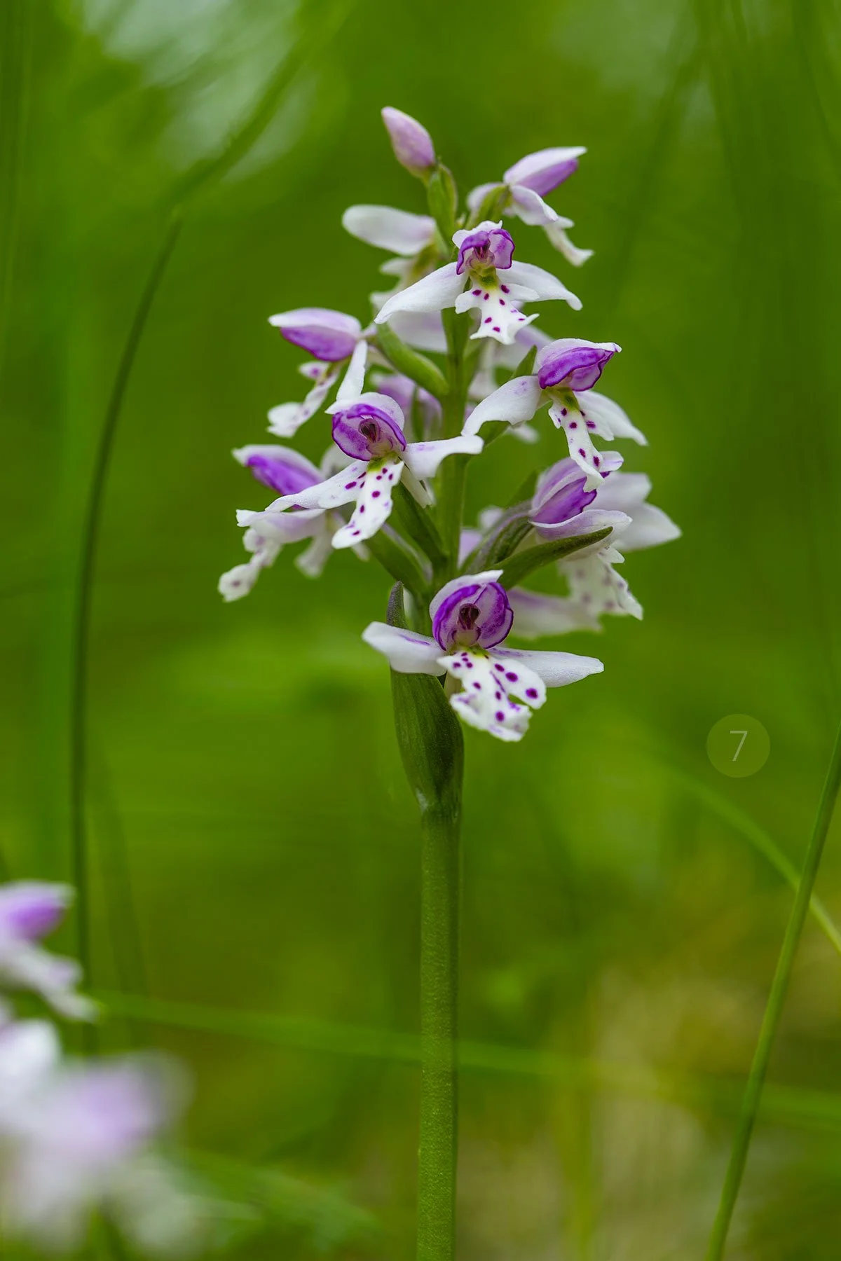 7-Amerorchids-rotundifolia.jpg