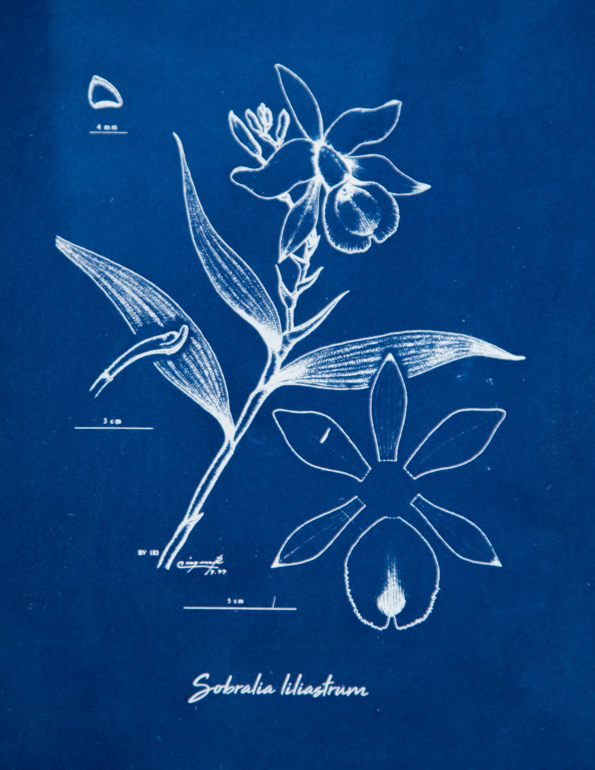 Sobralia-liliastrum.jpg