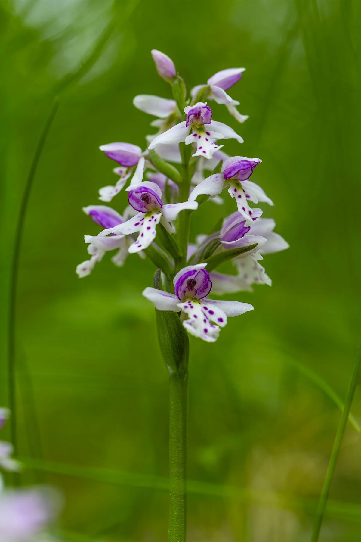 Rounded-leaved-Orchid-4X6.jpg