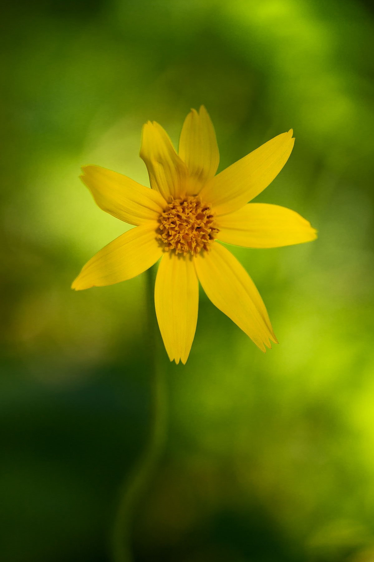 Arnica.jpg