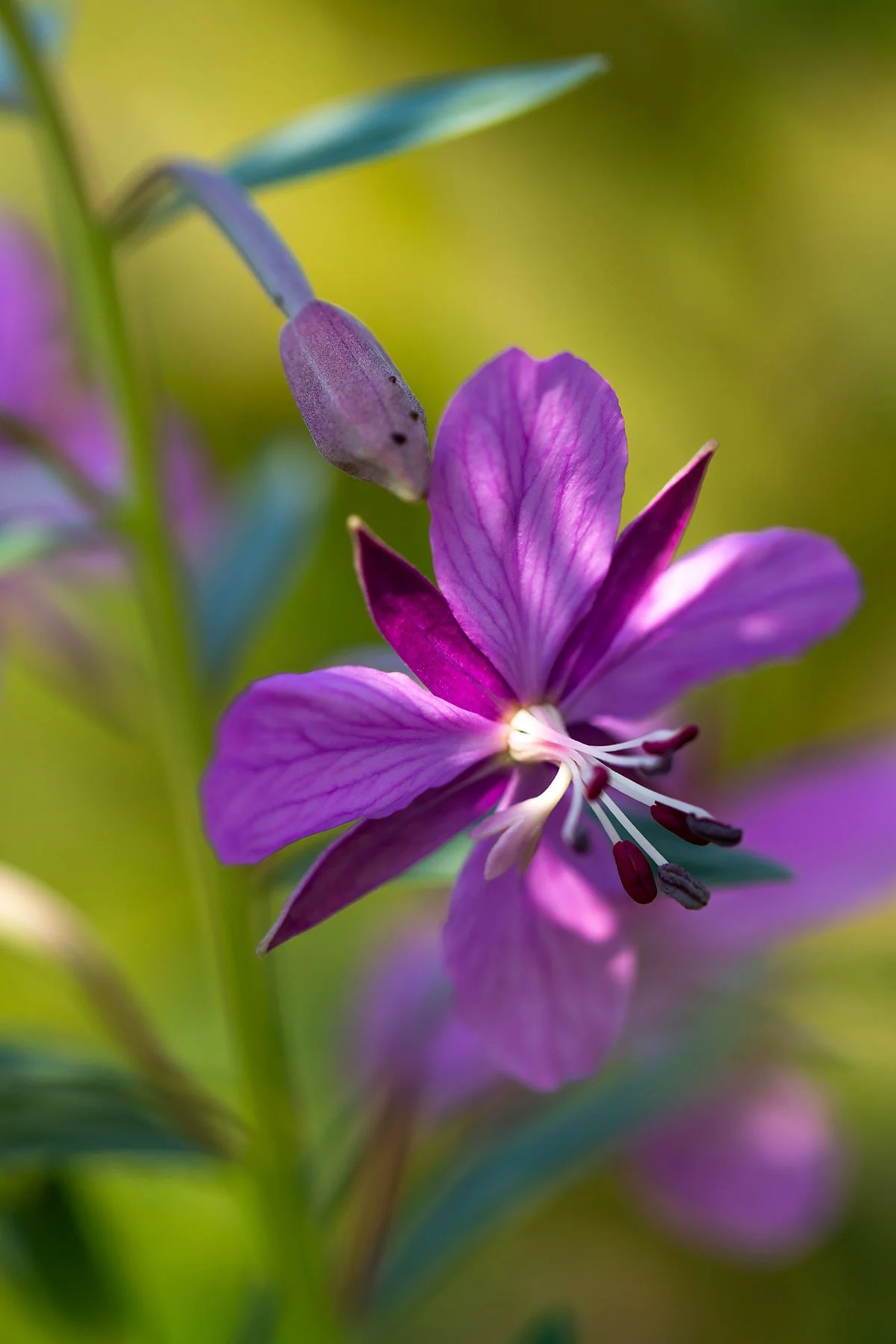 fireweed.jpg