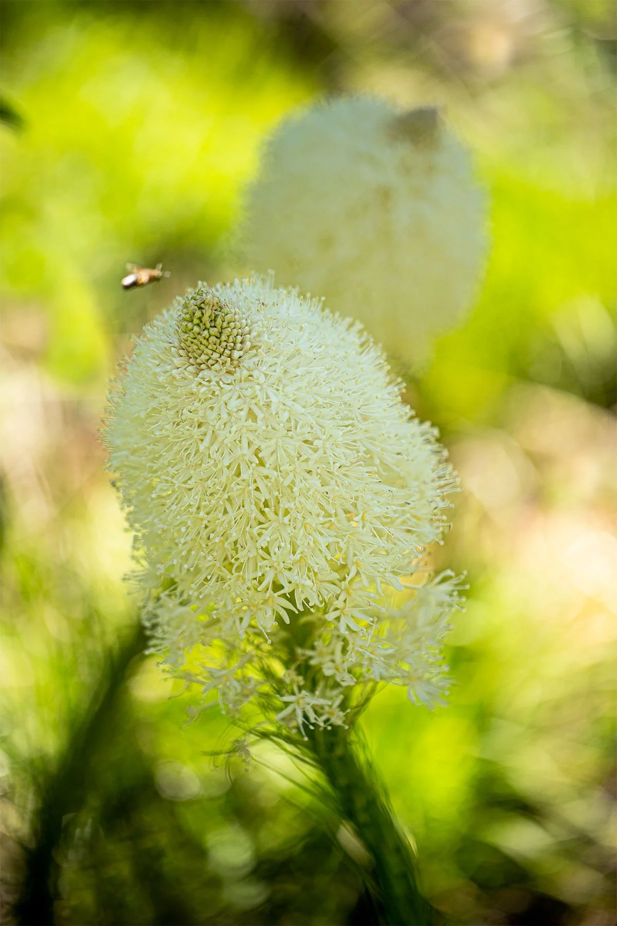Beargrass.jpg