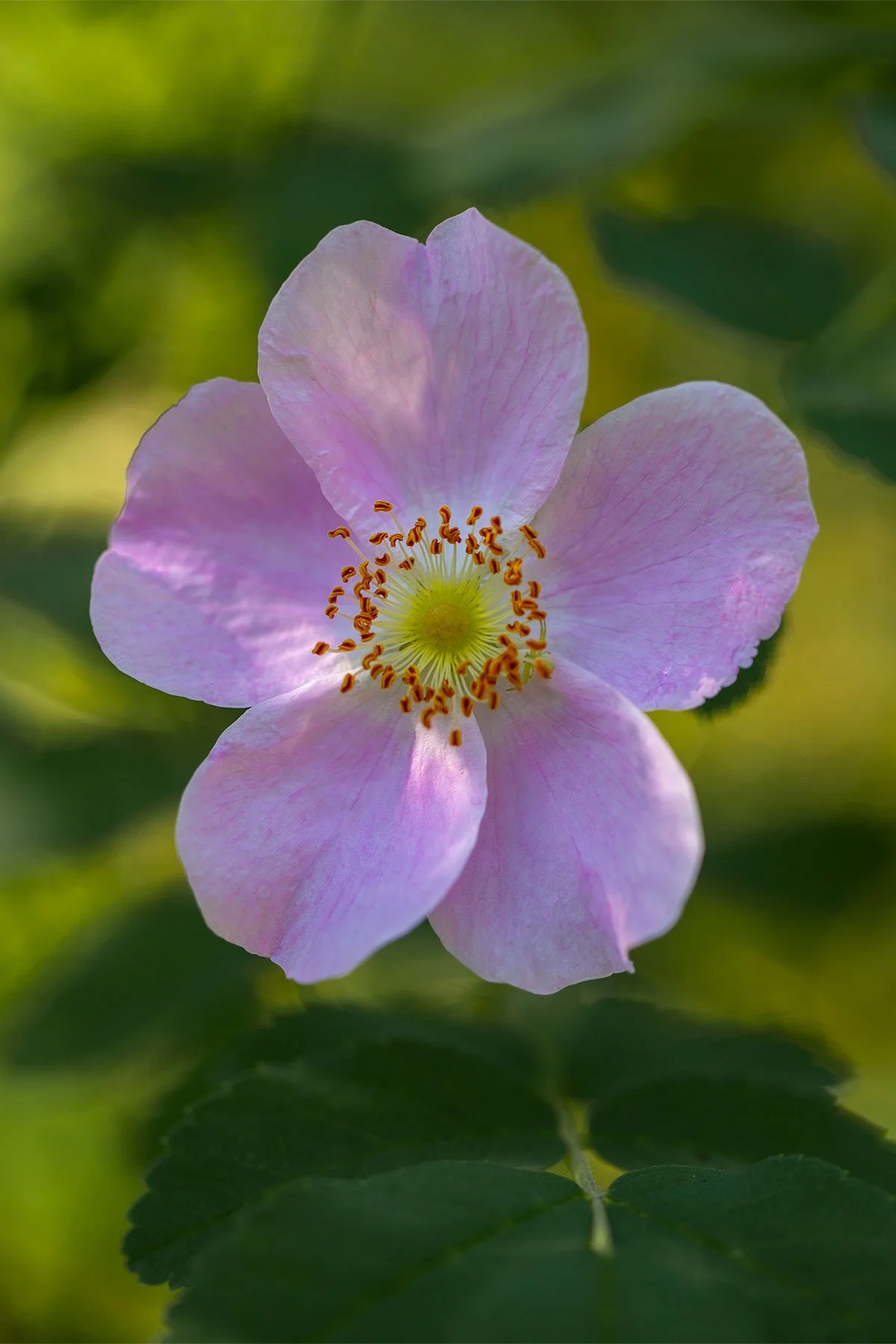 Wild-rose.jpg